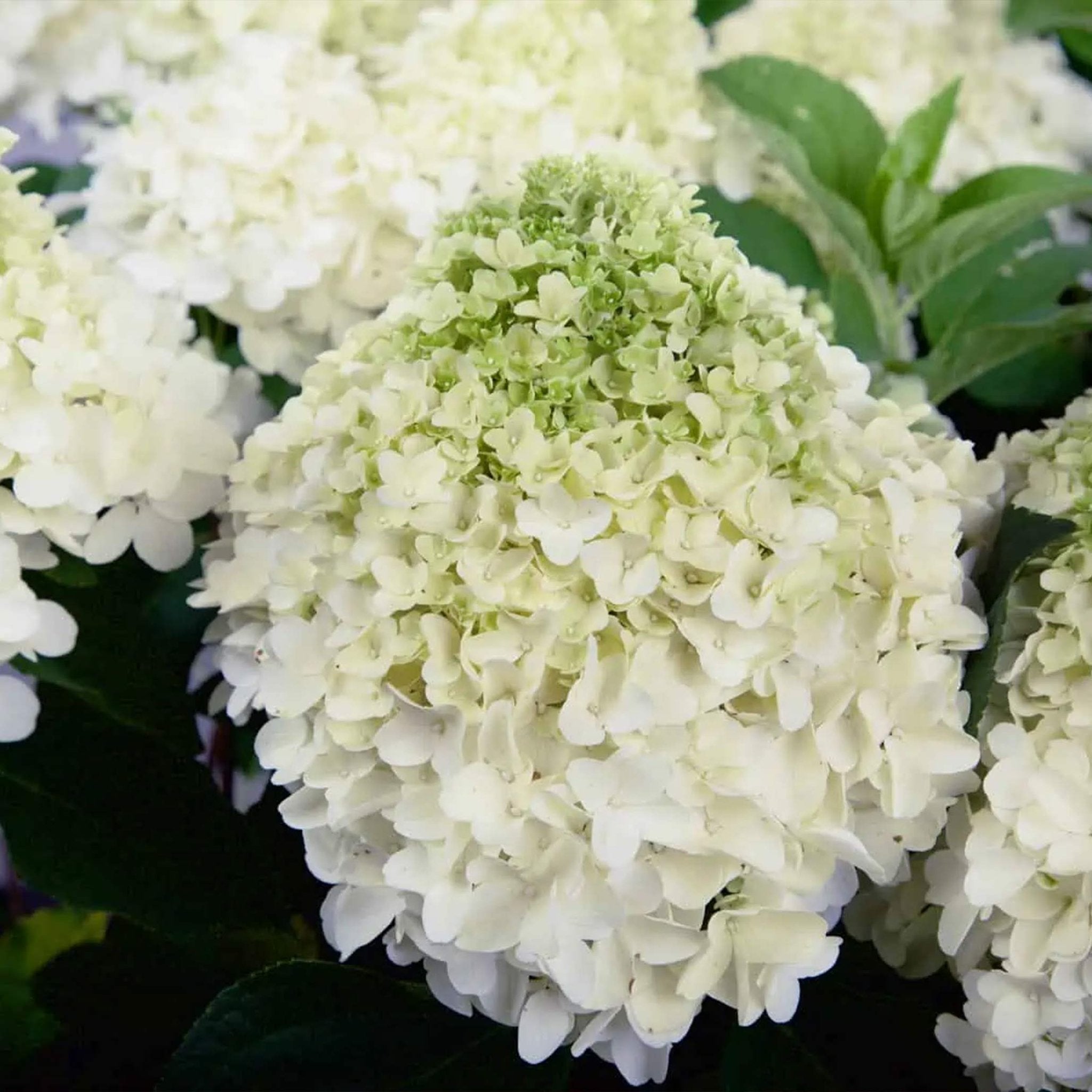 White Wedding Hydrangea - Cheeky Garden