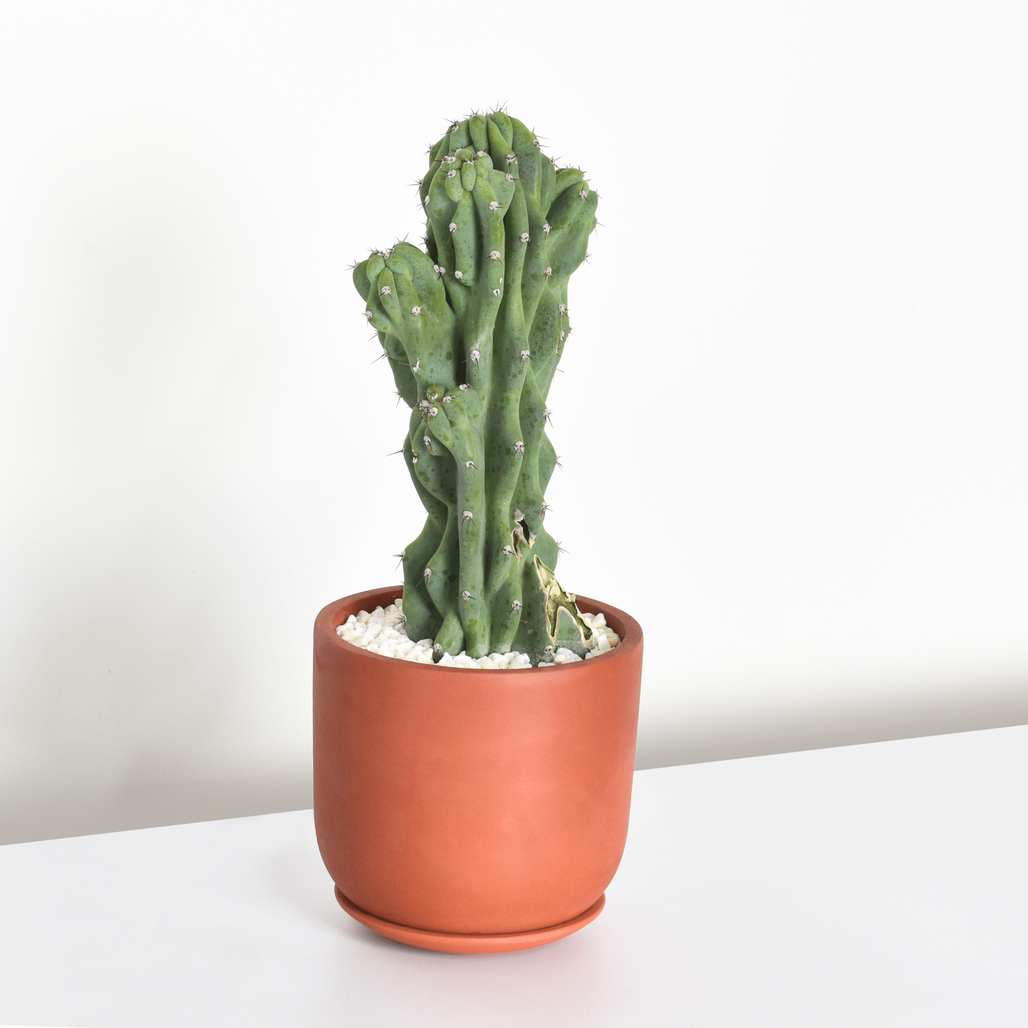 Whitney Round Terracotta Minimalist Planter – Empty - Cheeky Garden