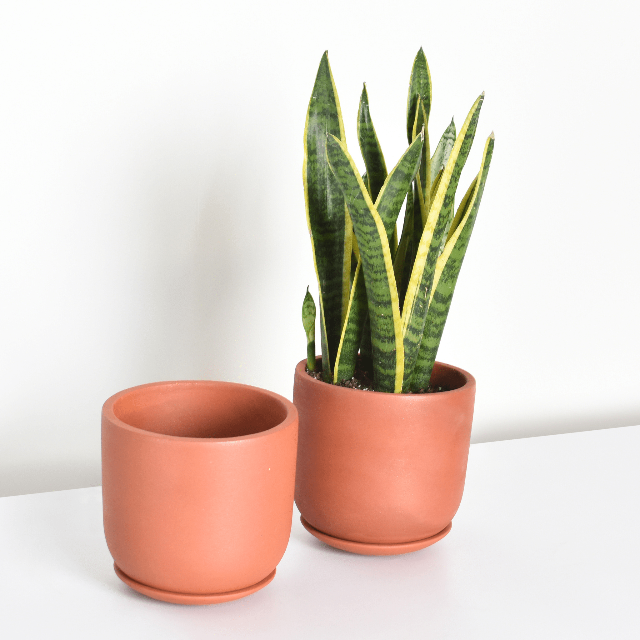 Whitney Round Terracotta Minimalist Planter – Empty - Cheeky Garden