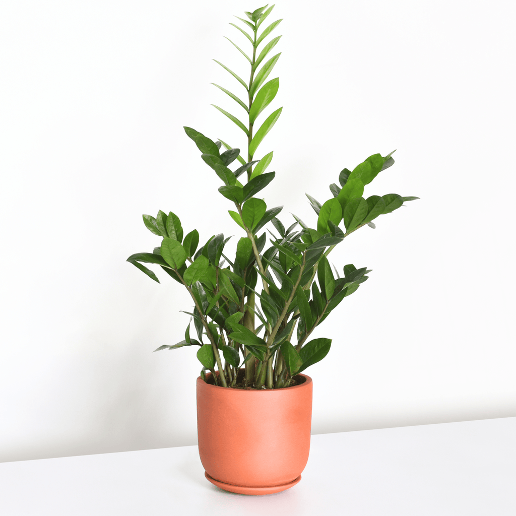 Whitney Round Terracotta Minimalist Planter – Empty - Cheeky Garden