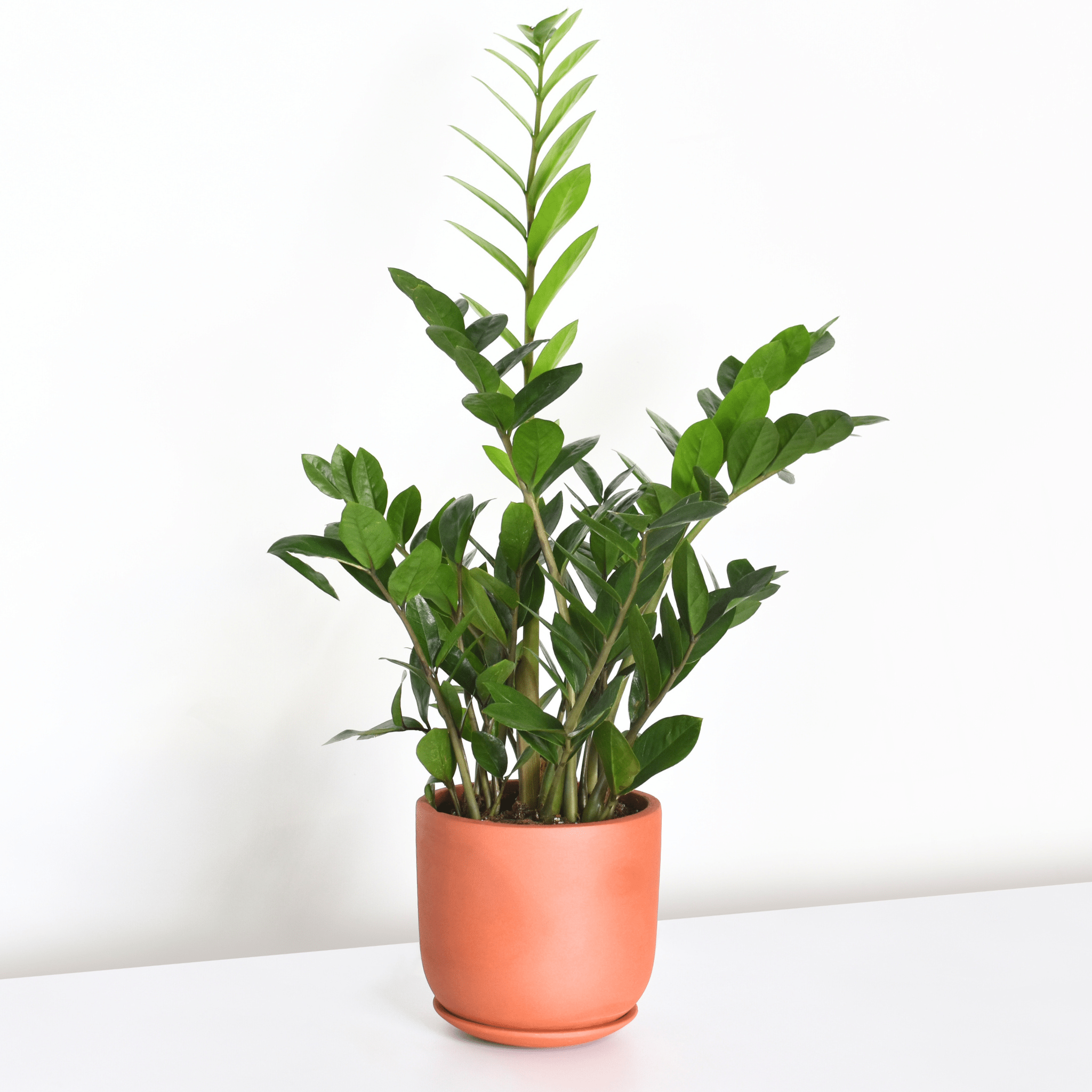 Whitney Round Terracotta Minimalist Planter – Empty - Cheeky Garden