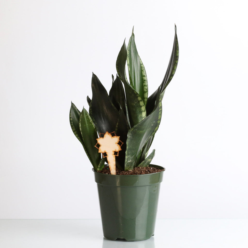 Whitney Sansevieria Snake Plant - Cheeky Garden