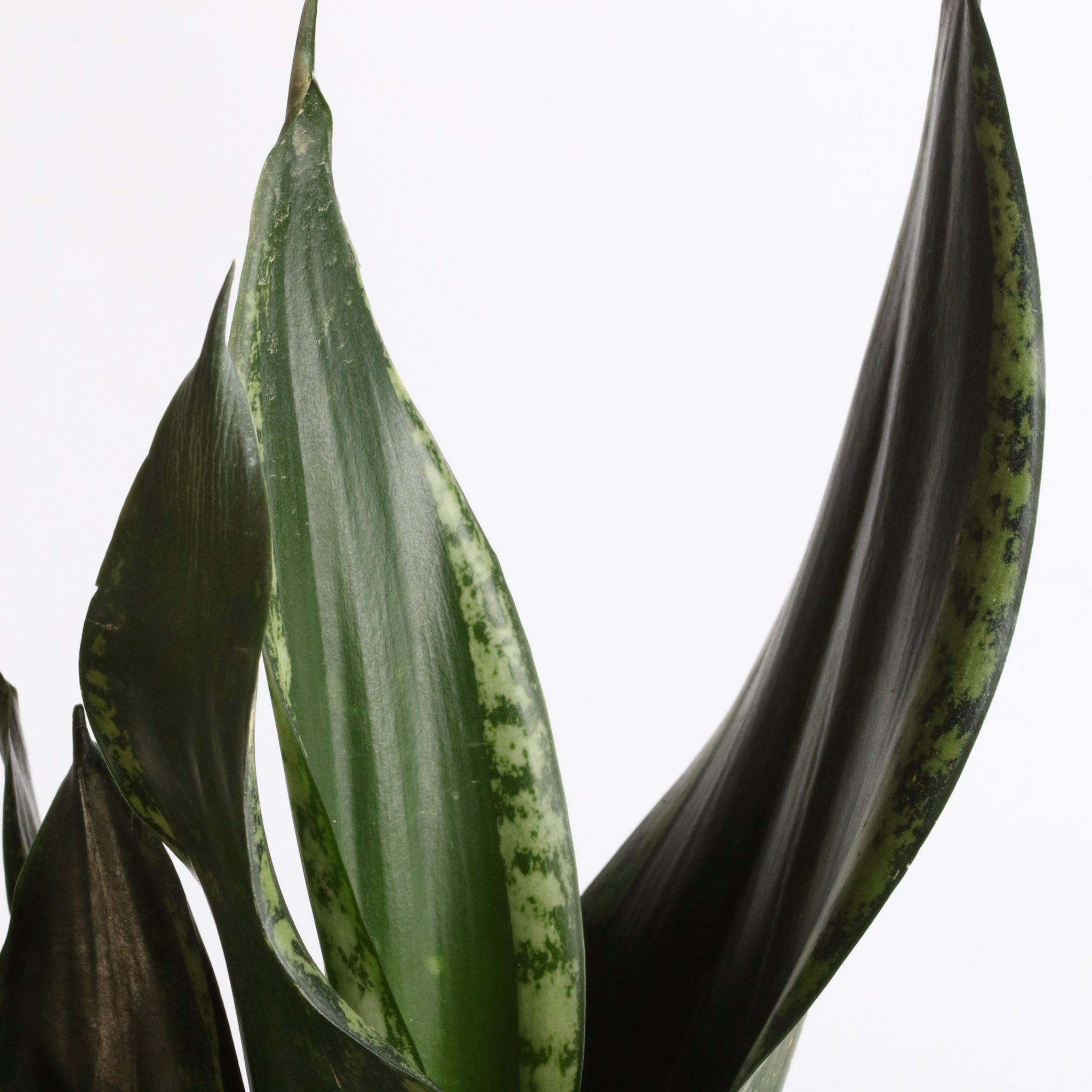 Whitney Sansevieria Snake Plant - Cheeky Garden