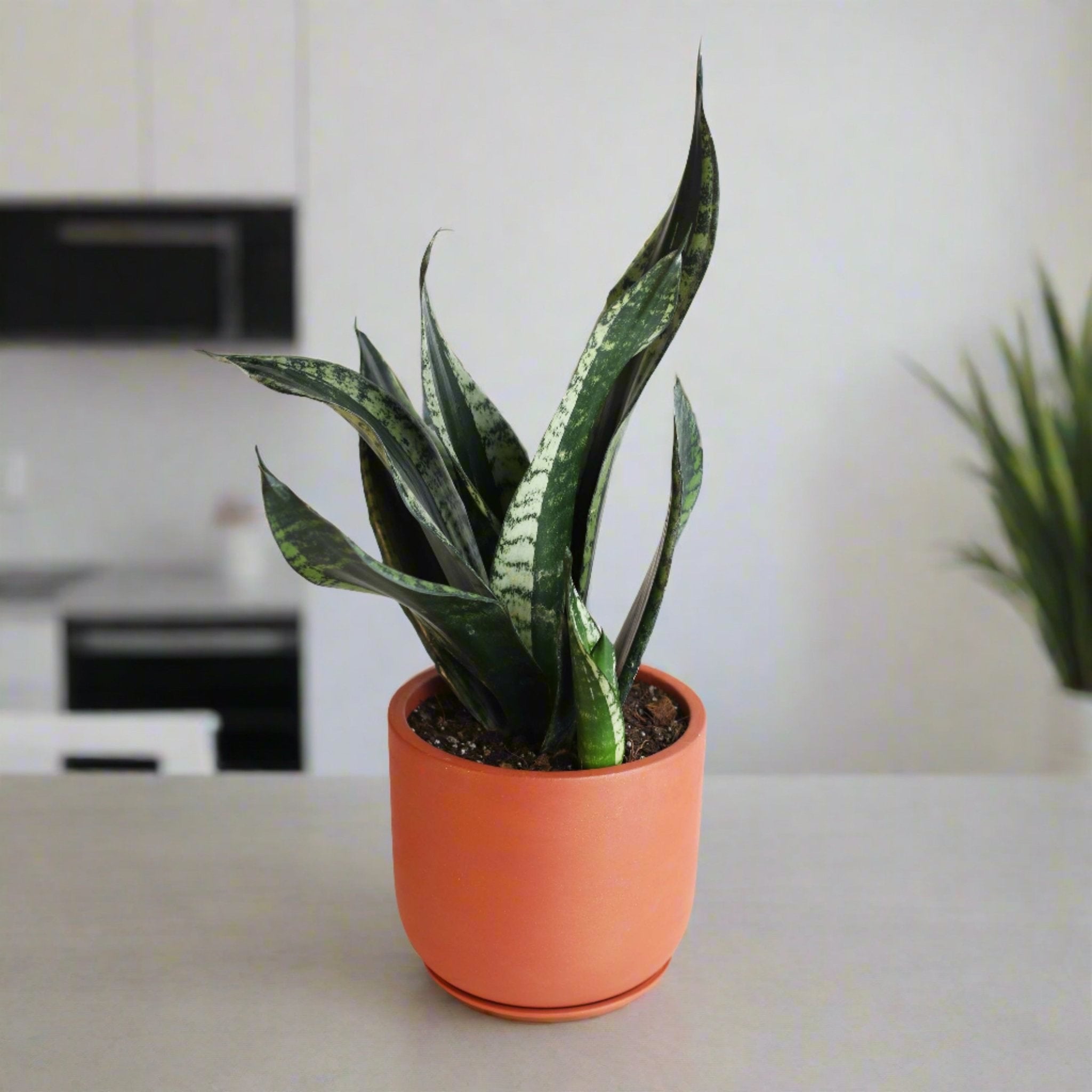 Whitney Sansevieria Snake Plant - Cheeky Garden
