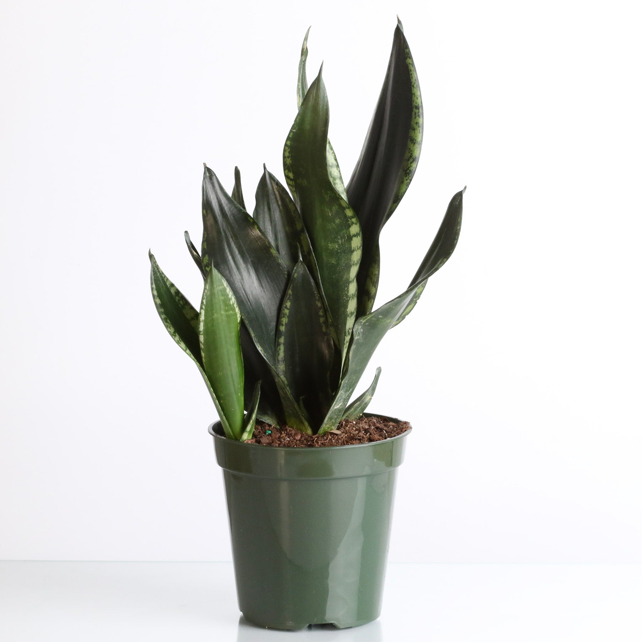 Whitney Sansevieria Snake Plant - Cheeky Garden