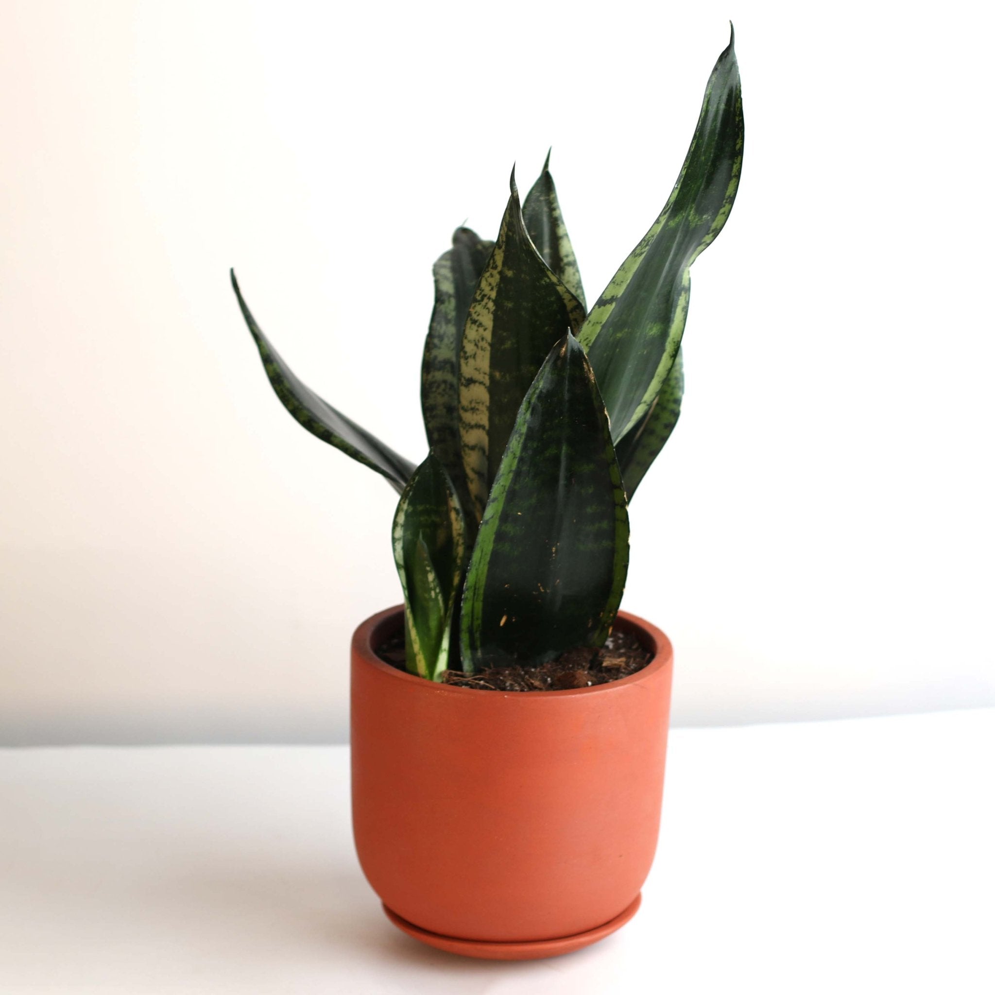 Whitney Sansevieria Snake Plant - Cheeky Garden