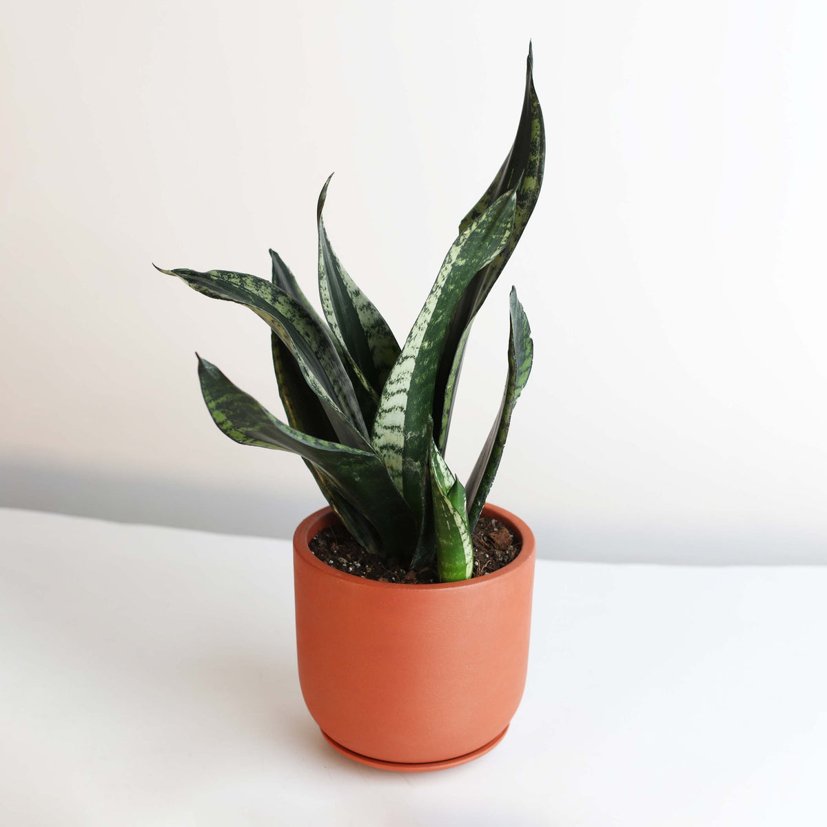 Whitney Sansevieria Snake Plant - Cheeky Garden
