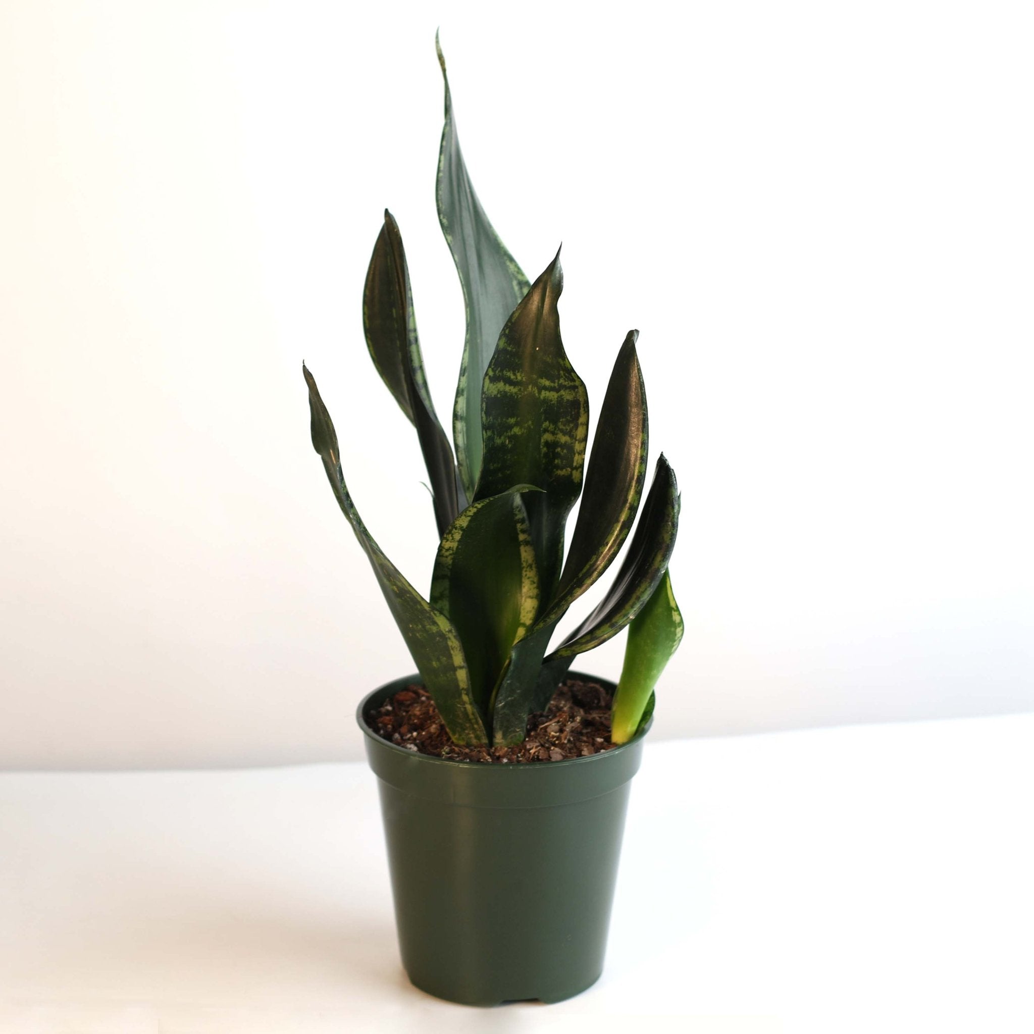 Whitney Sansevieria Snake Plant - Cheeky Garden