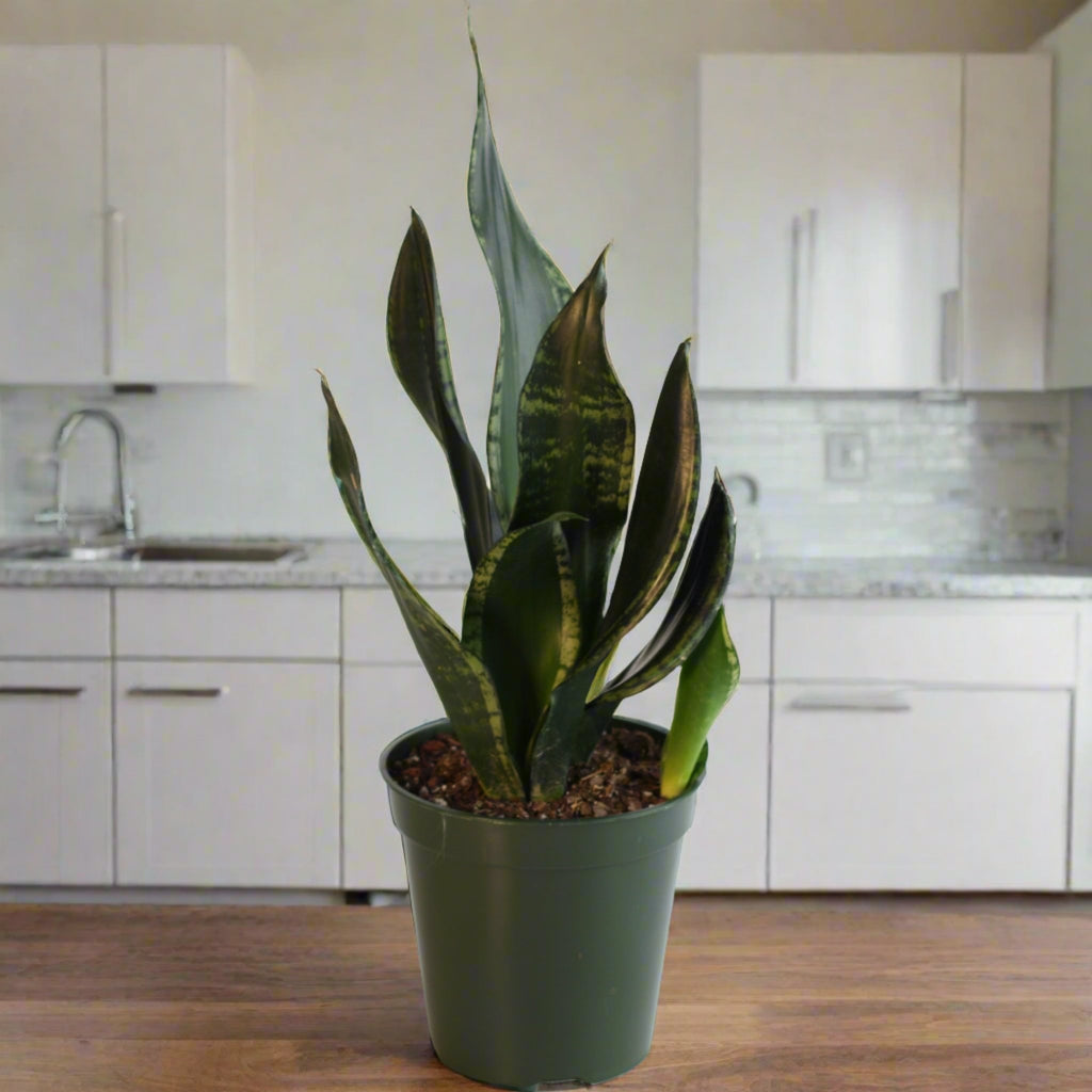 Whitney Sansevieria Snake Plant - Cheeky Garden