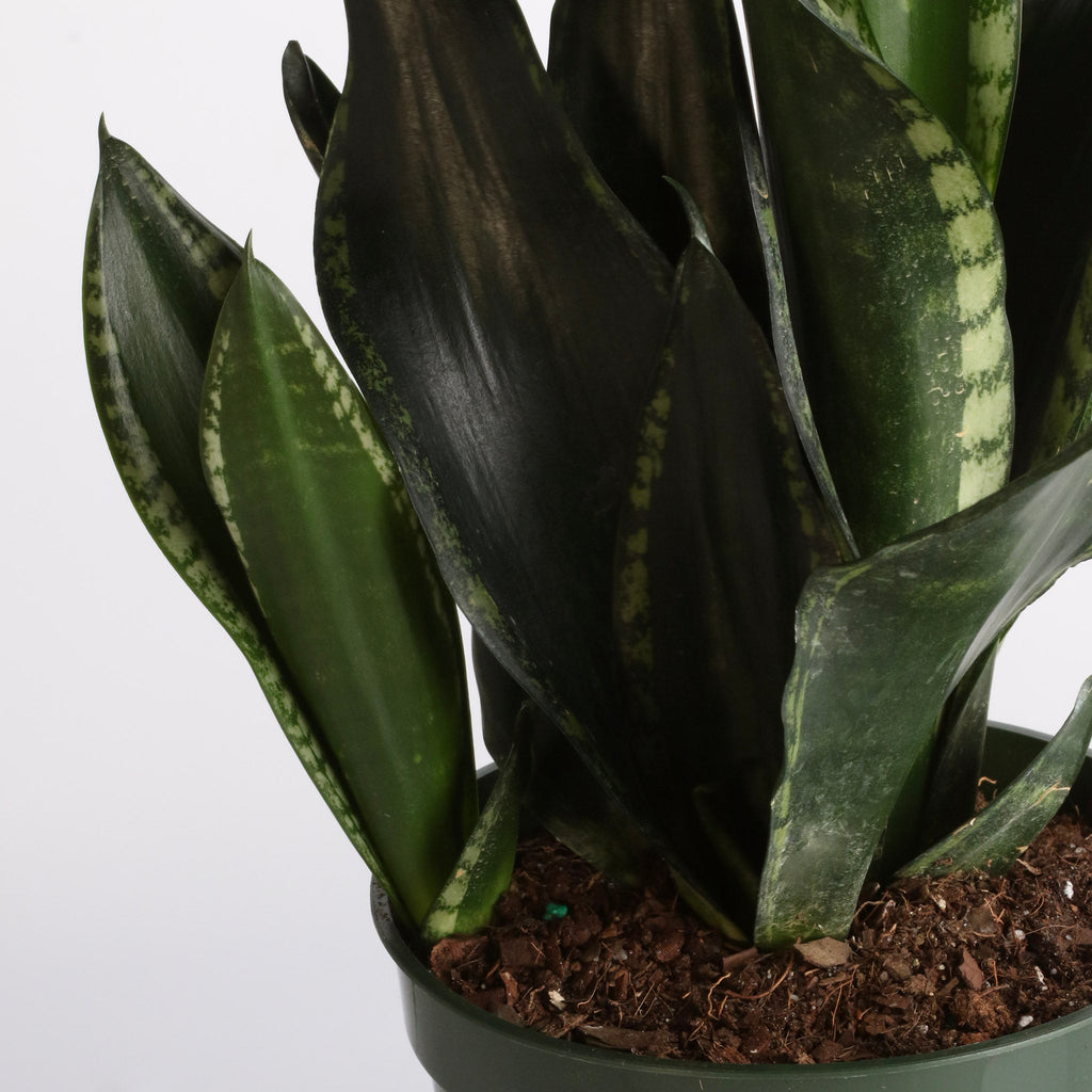 Whitney Sansevieria Snake Plant - Cheeky Garden