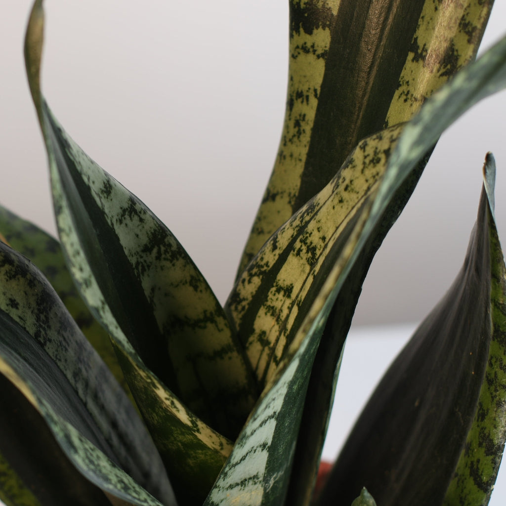 Whitney Sansevieria Snake Plant - Cheeky Garden