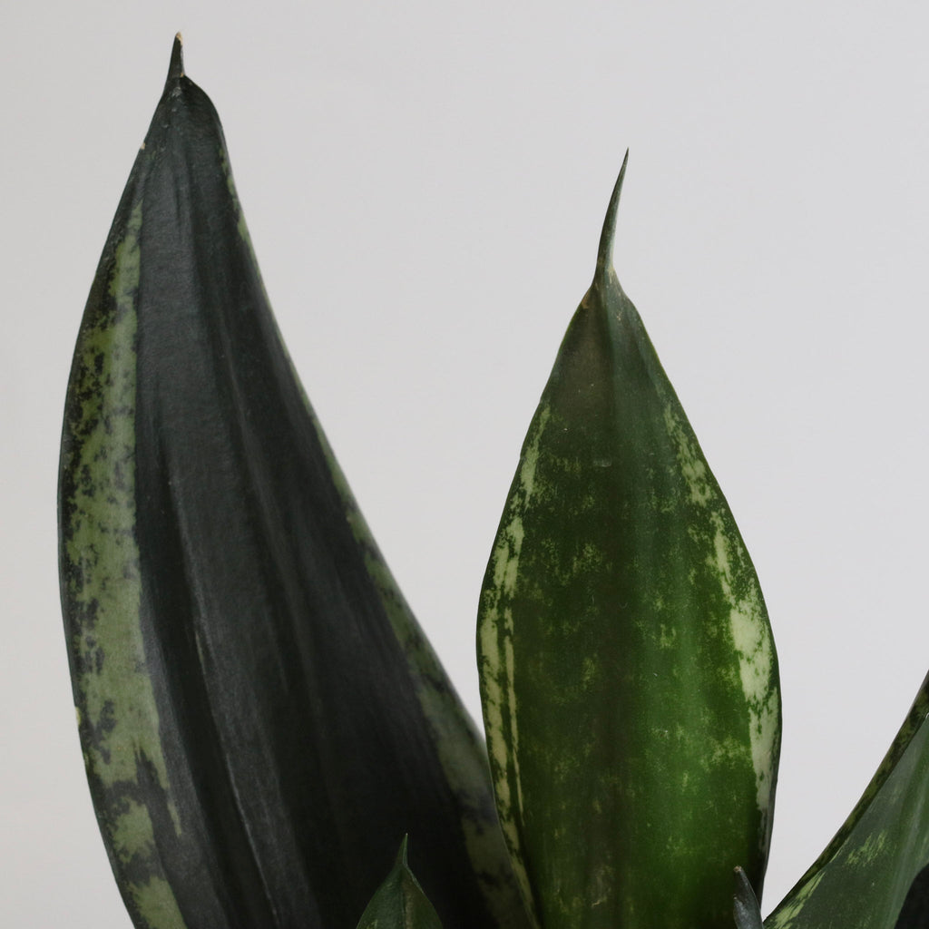 Whitney Sansevieria Snake Plant - Cheeky Garden