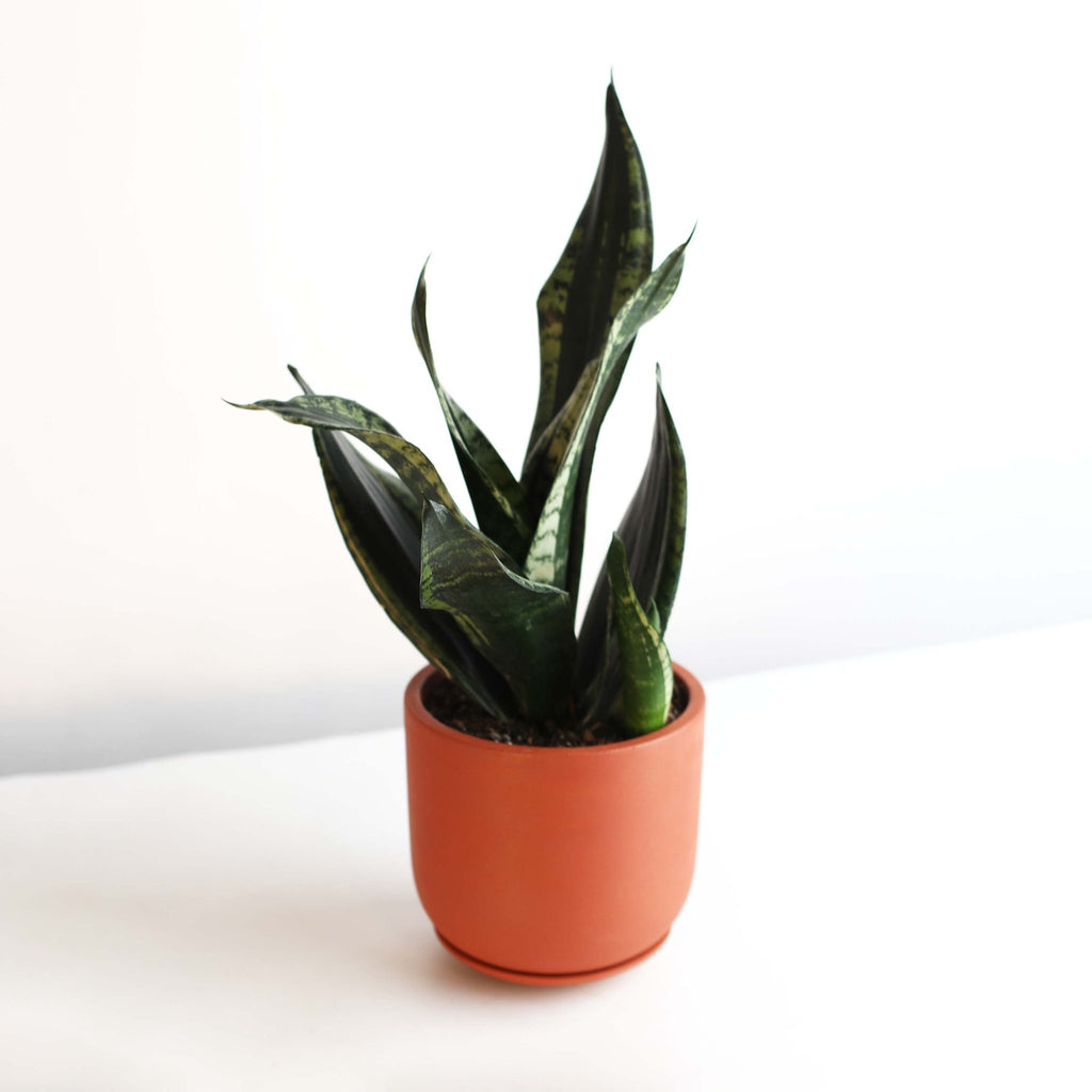 Whitney Sansevieria Snake Plant - Cheeky Garden