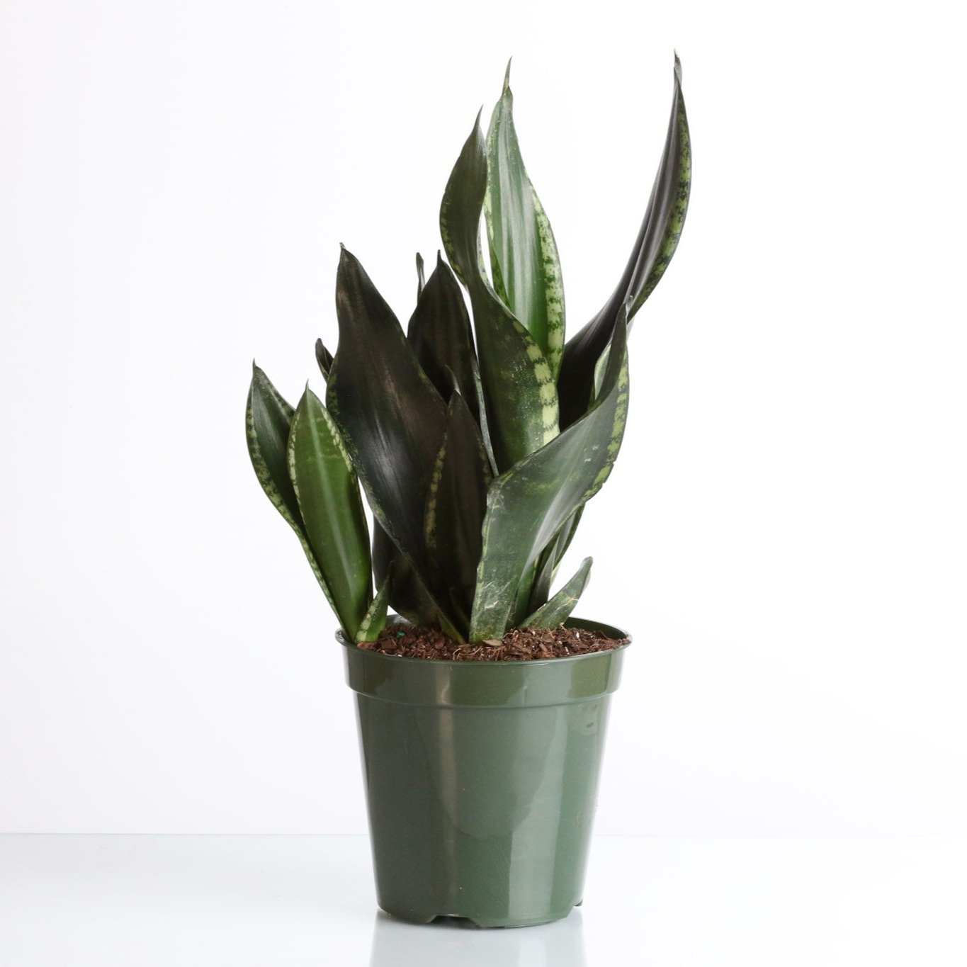 Whitney Sansevieria Snake Plant - Cheeky Garden
