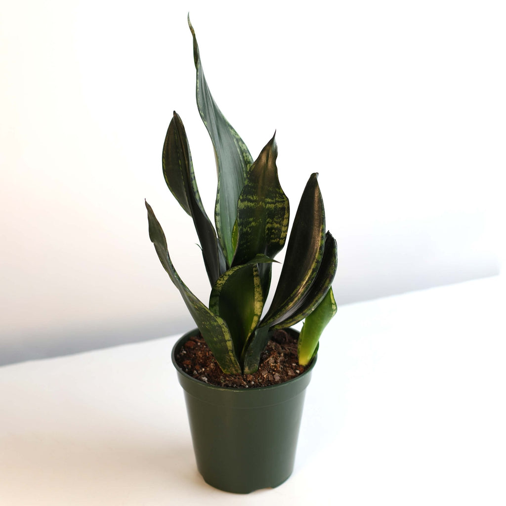 Whitney Sansevieria Snake Plant - Cheeky Garden