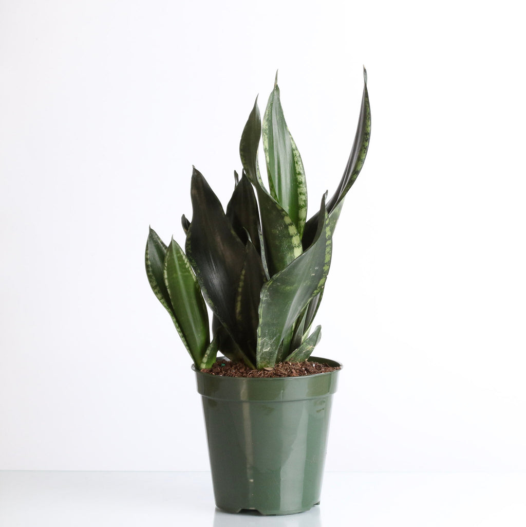 Whitney Sansevieria Snake Plant - Cheeky Garden