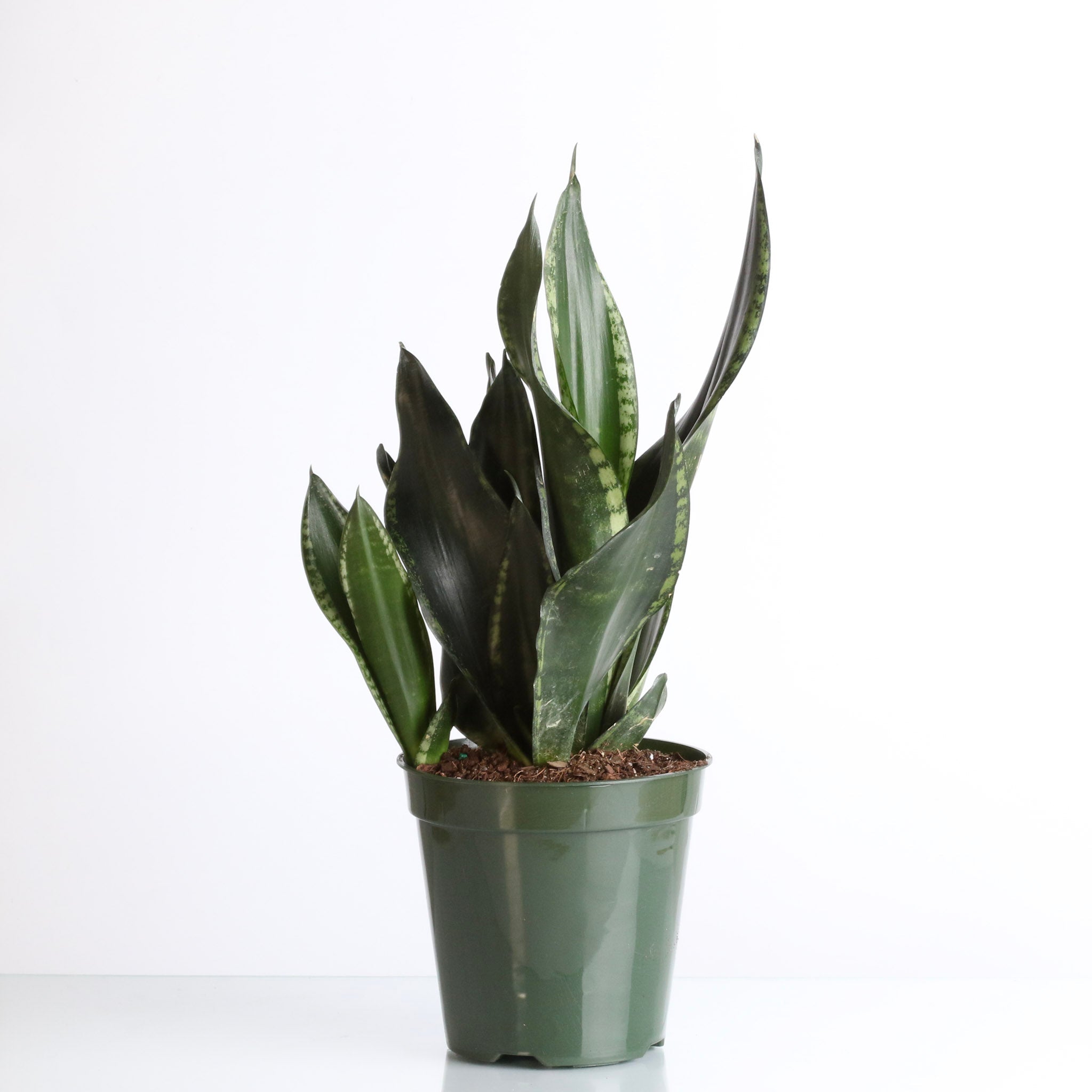 Whitney Sansevieria Snake Plant - Cheeky Garden