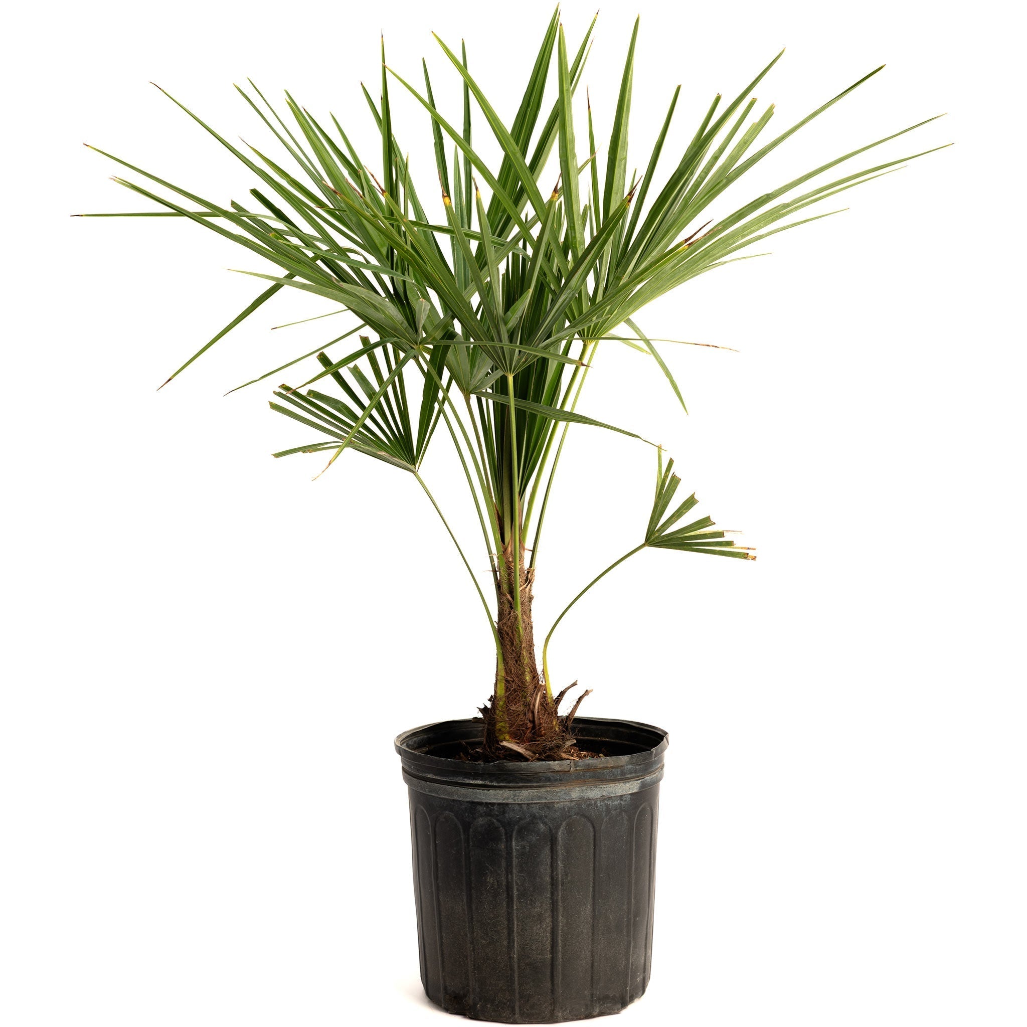 Windmill Palm Tree - Cheeky Garden