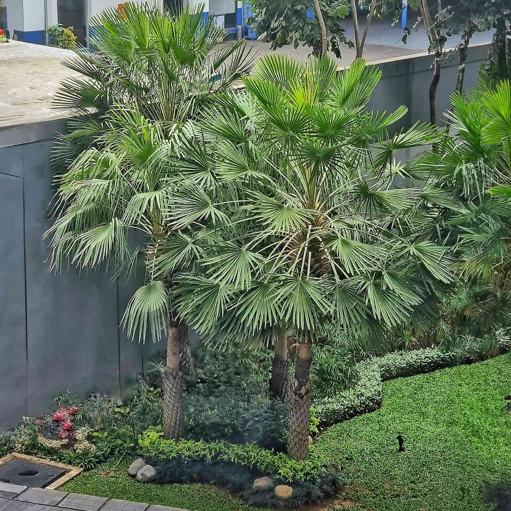 Windmill Palm Tree - Cheeky Garden
