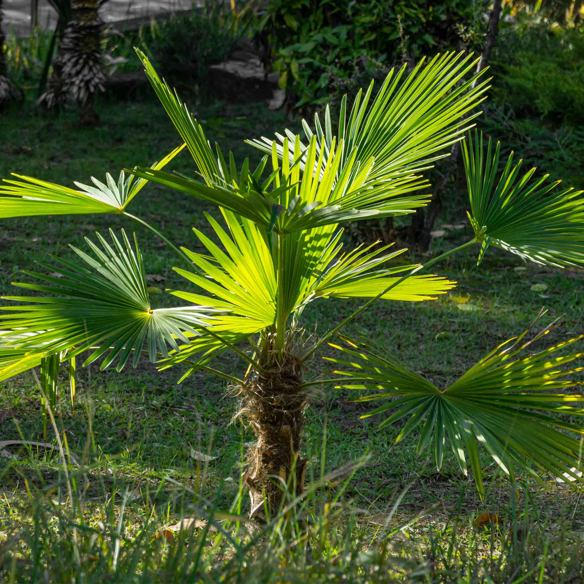Windmill Palm Tree - Cheeky Garden