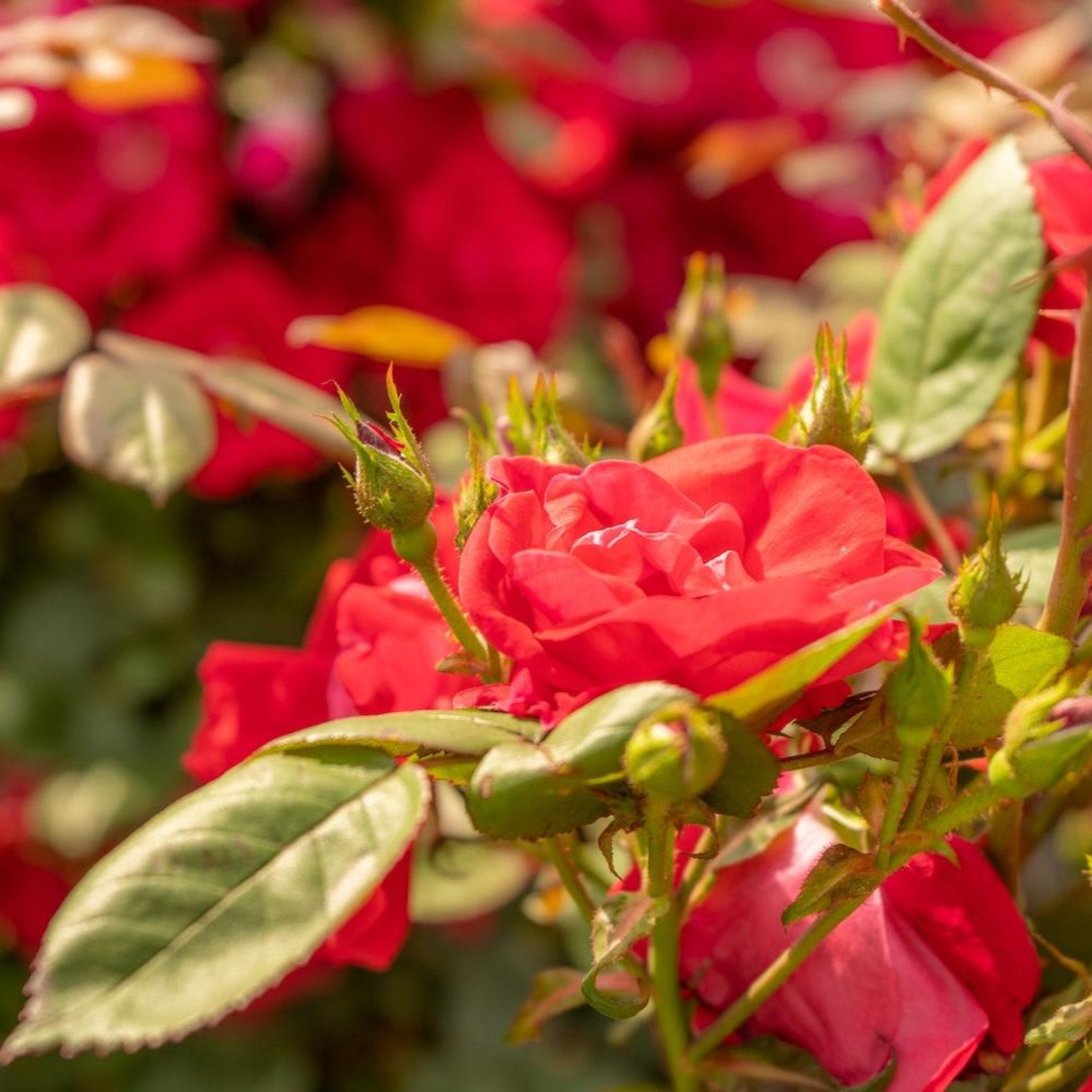Winner's Circle™ Climbing Rose - Cheeky Garden