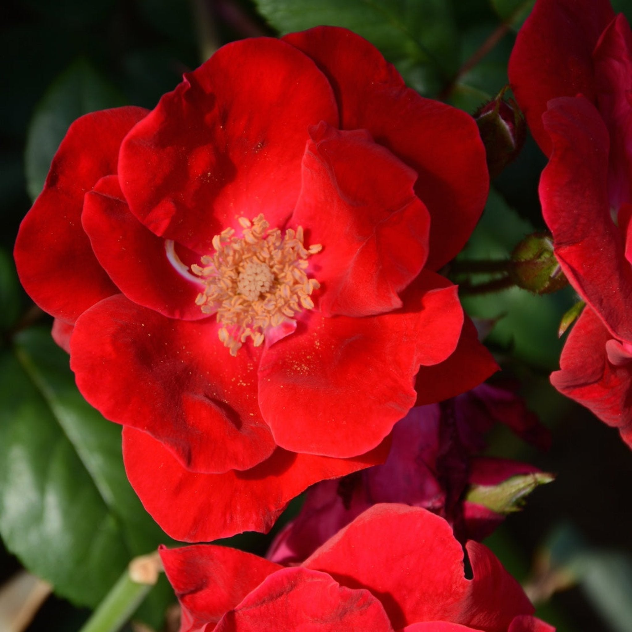 Winner's Circle™ Climbing Rose - Cheeky Garden
