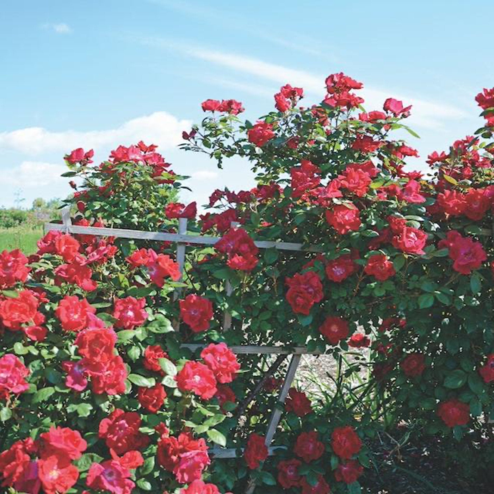 Winner's Circle™ Climbing Rose - Cheeky Garden