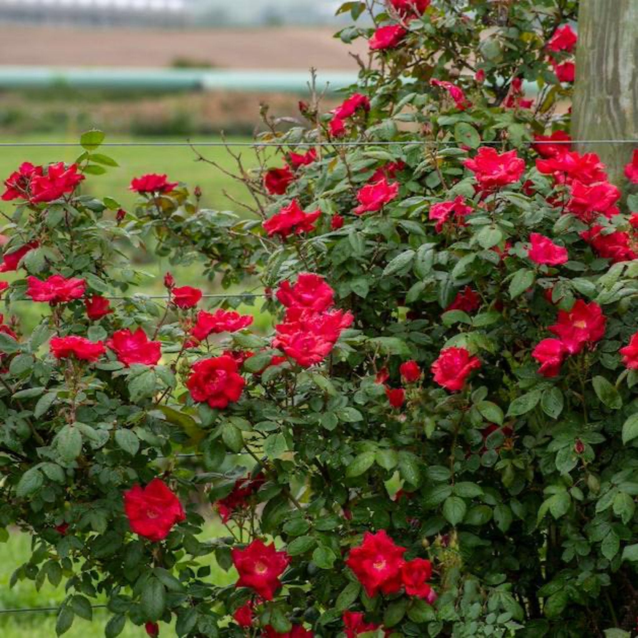 Winner's Circle™ Climbing Rose - Cheeky Garden