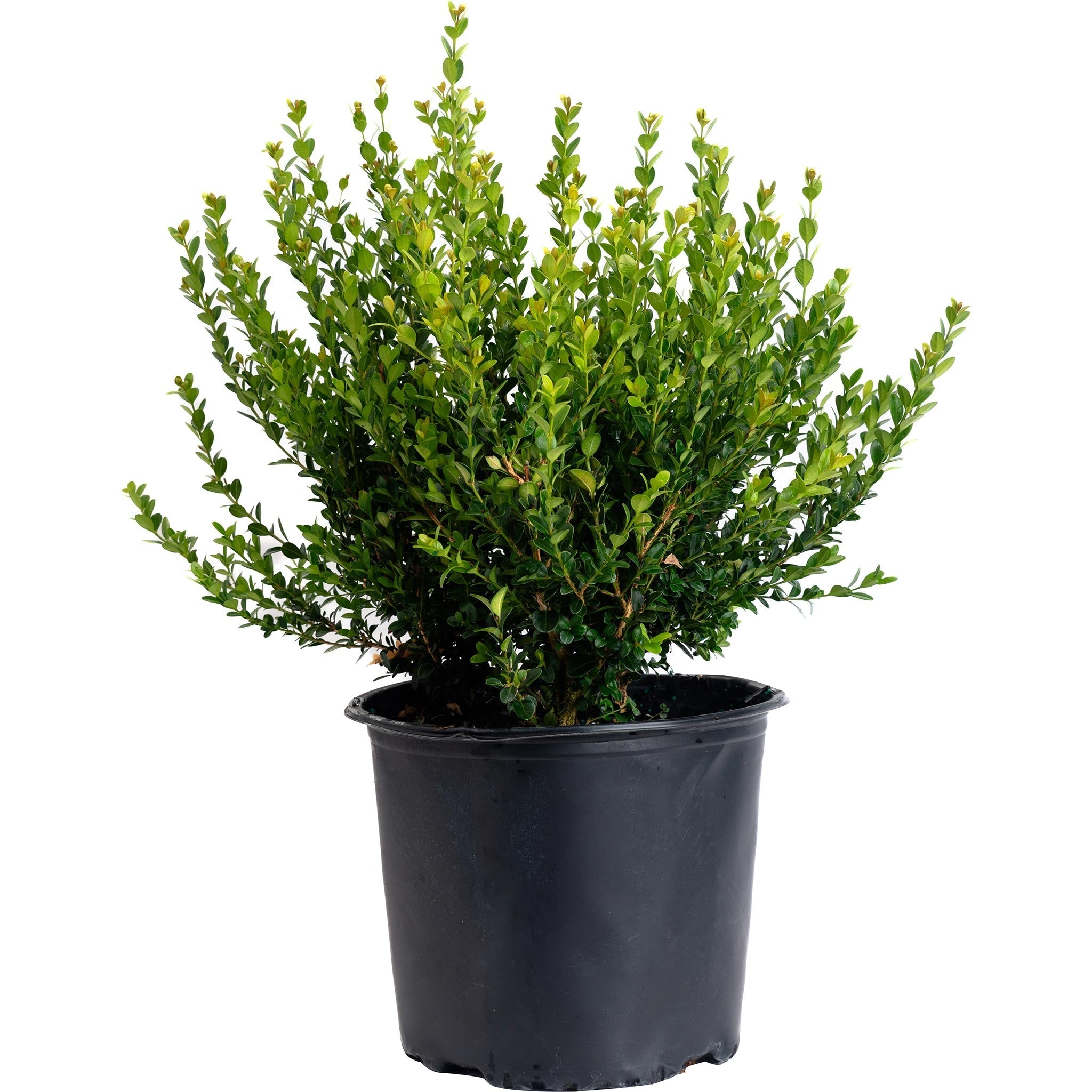 Winter Gem Boxwood - Cheeky Garden