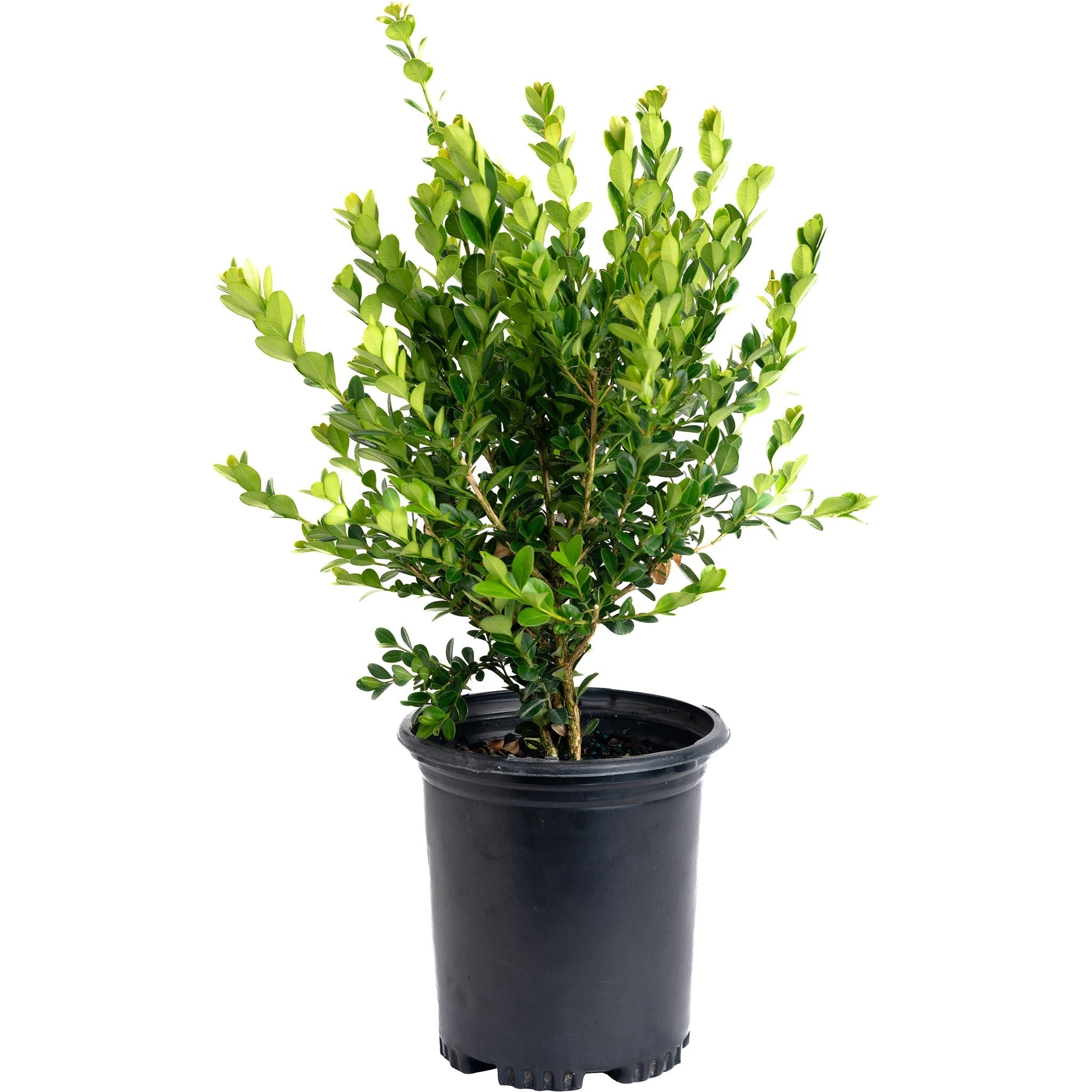 Winter Gem Boxwood - Cheeky Garden