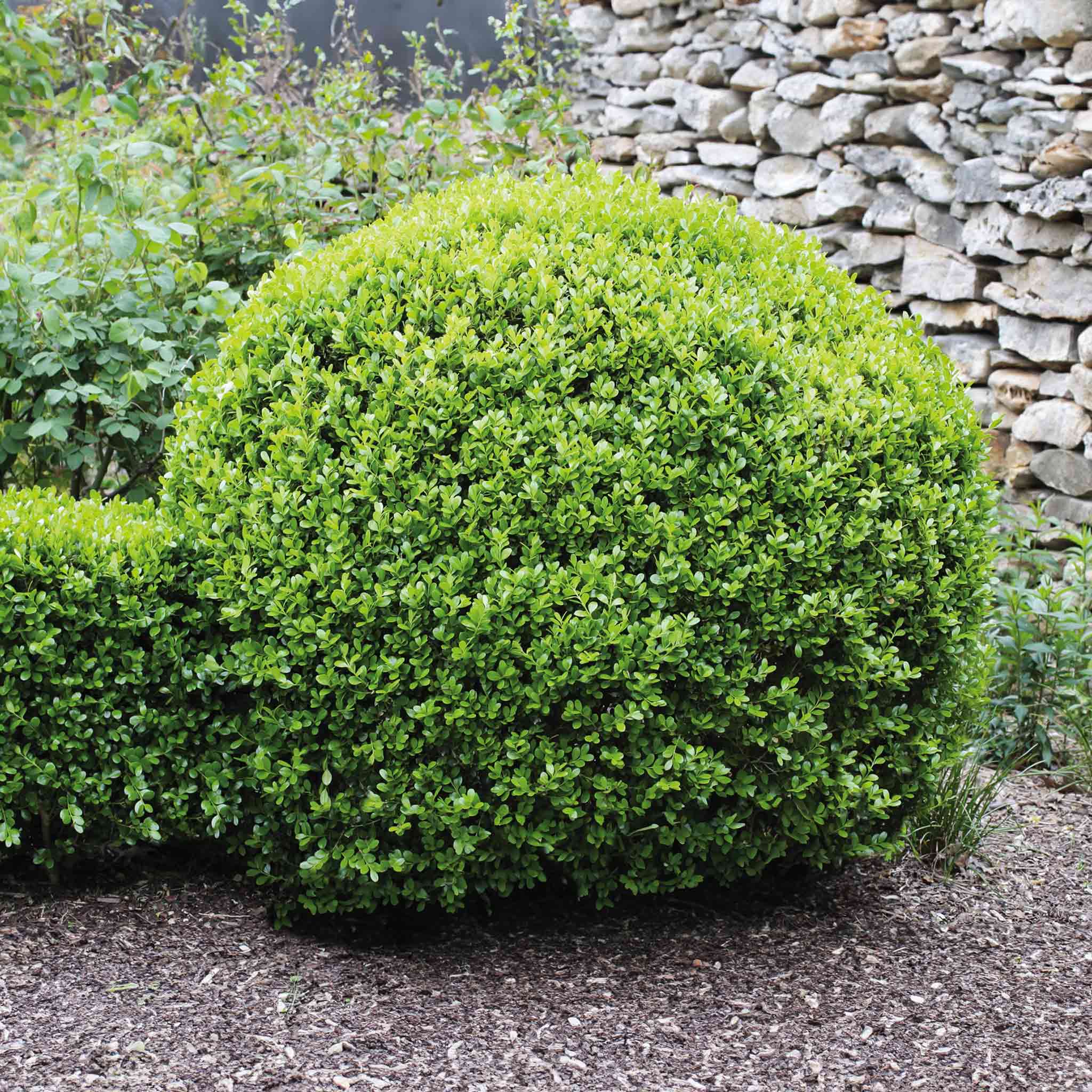 Winter Gem Boxwood - Cheeky Garden