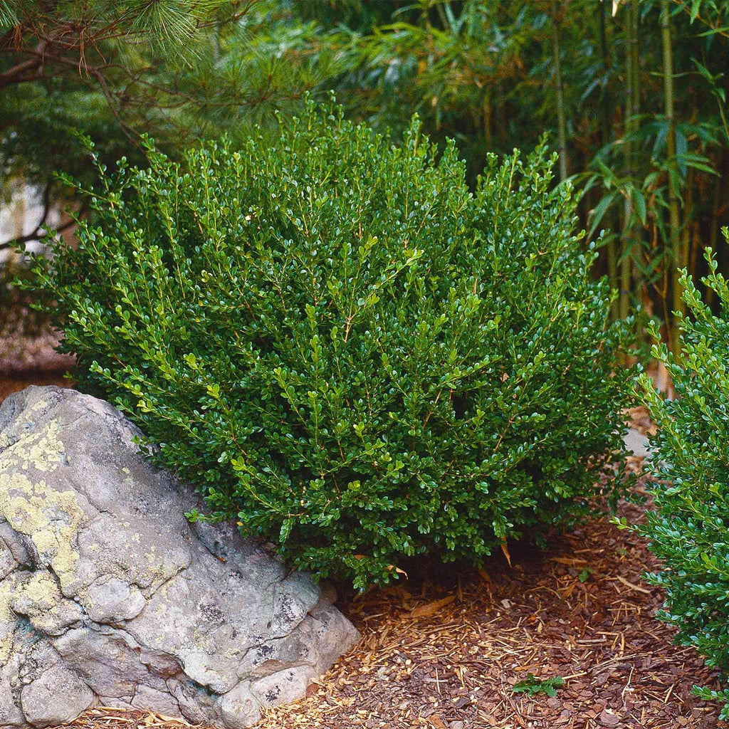 Wintergreen Boxwood - Cheeky Garden