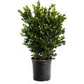 Wintergreen Boxwood - Cheeky Garden