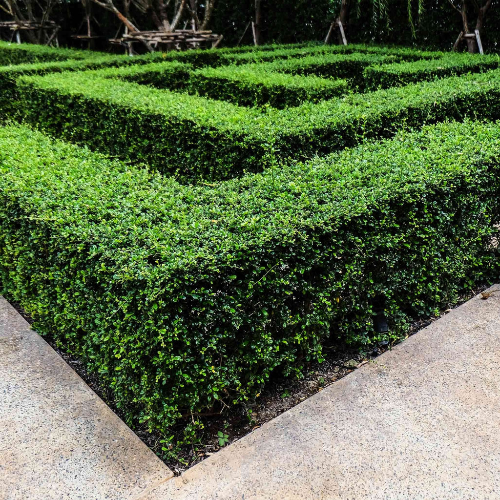 Wintergreen Boxwood - Cheeky Garden