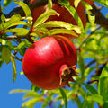 Wonderful Pomegranate Tree - Cheeky Garden