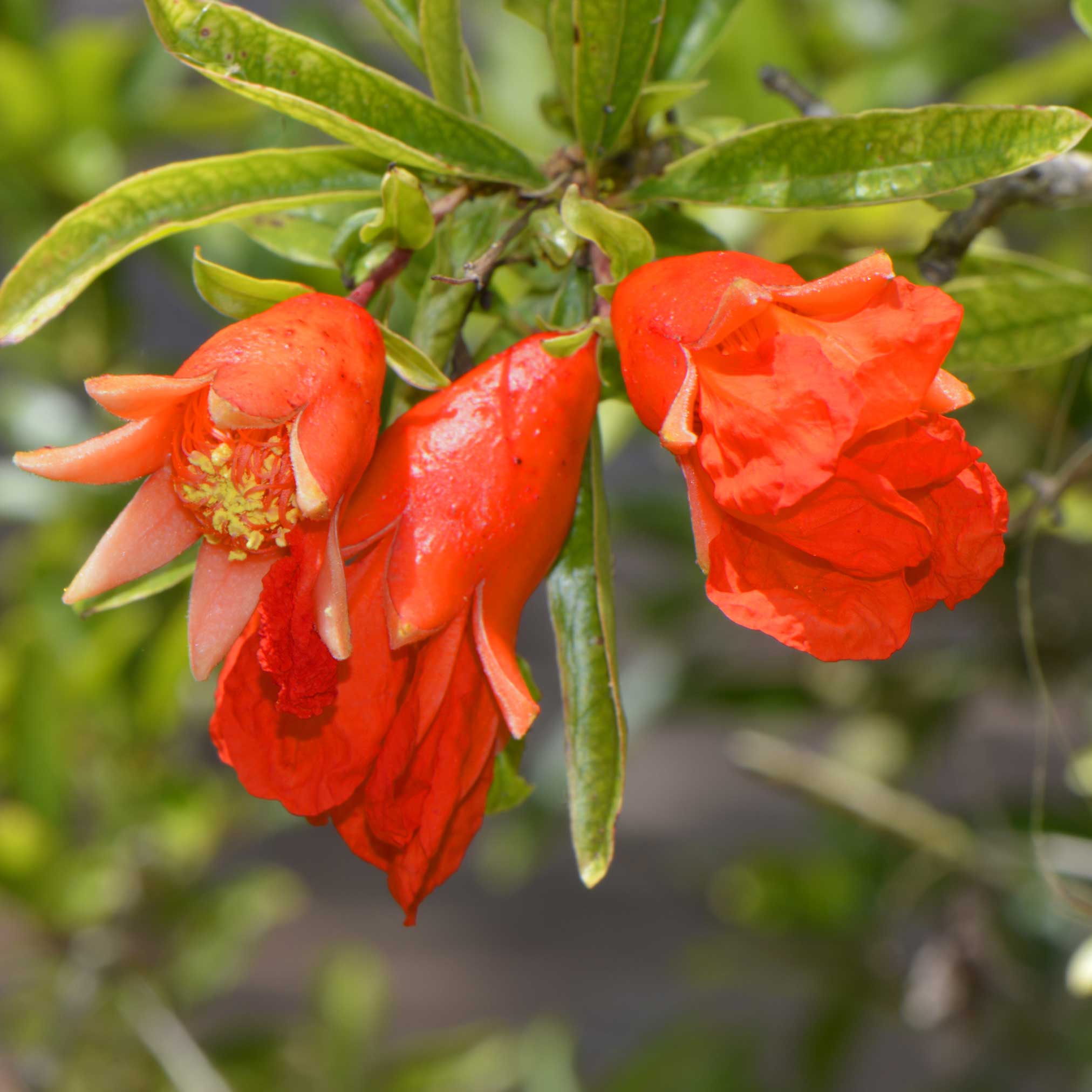 Wonderful Pomegranate Tree - Cheeky Garden