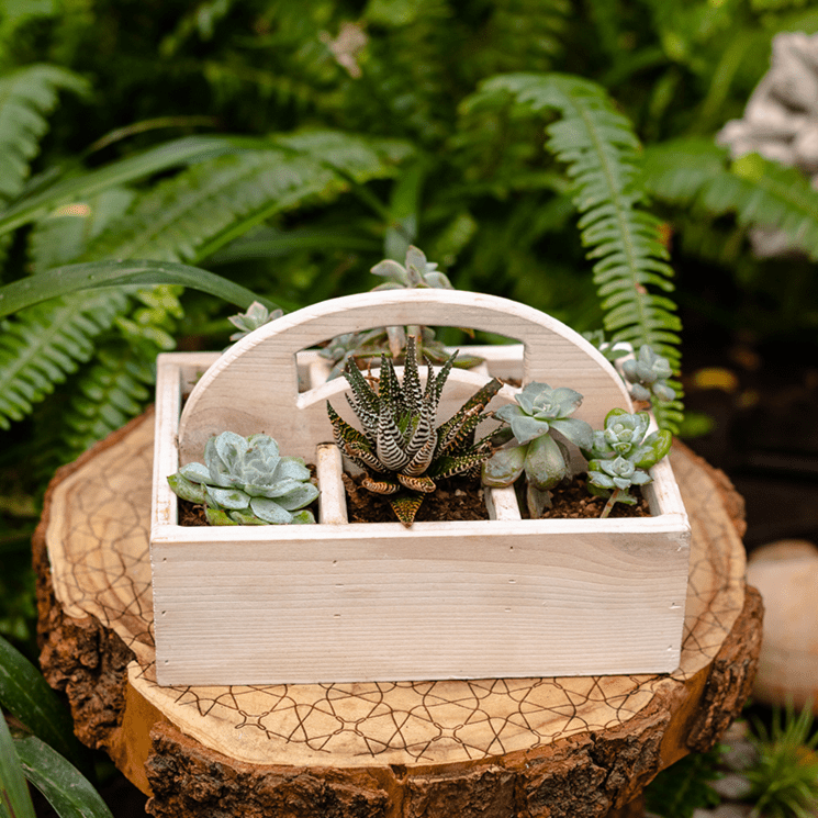 Wooden Desktop Organizer Succulent Planter - Cheeky Garden