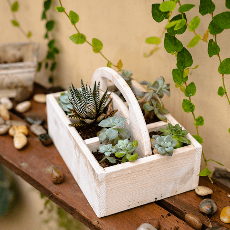 Wooden Desktop Organizer Succulent Planter - Cheeky Garden