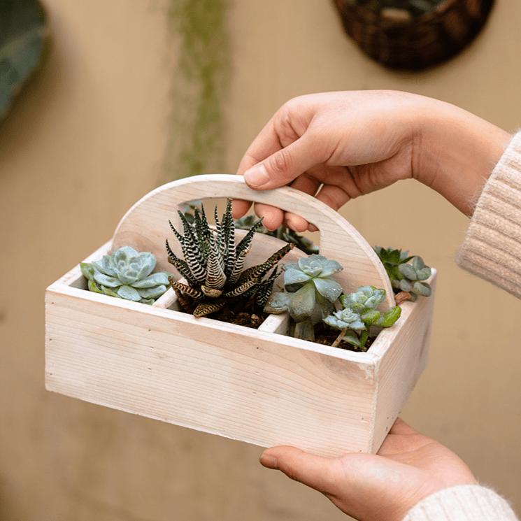 Wooden Desktop Organizer Succulent Planter - Cheeky Garden