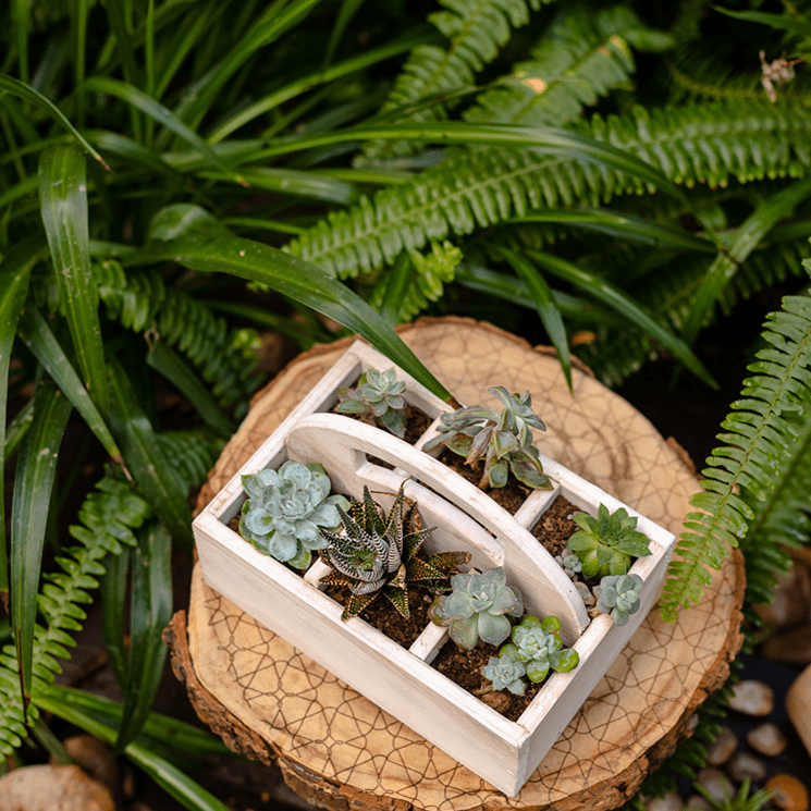 Wooden Desktop Organizer Succulent Planter - Cheeky Garden