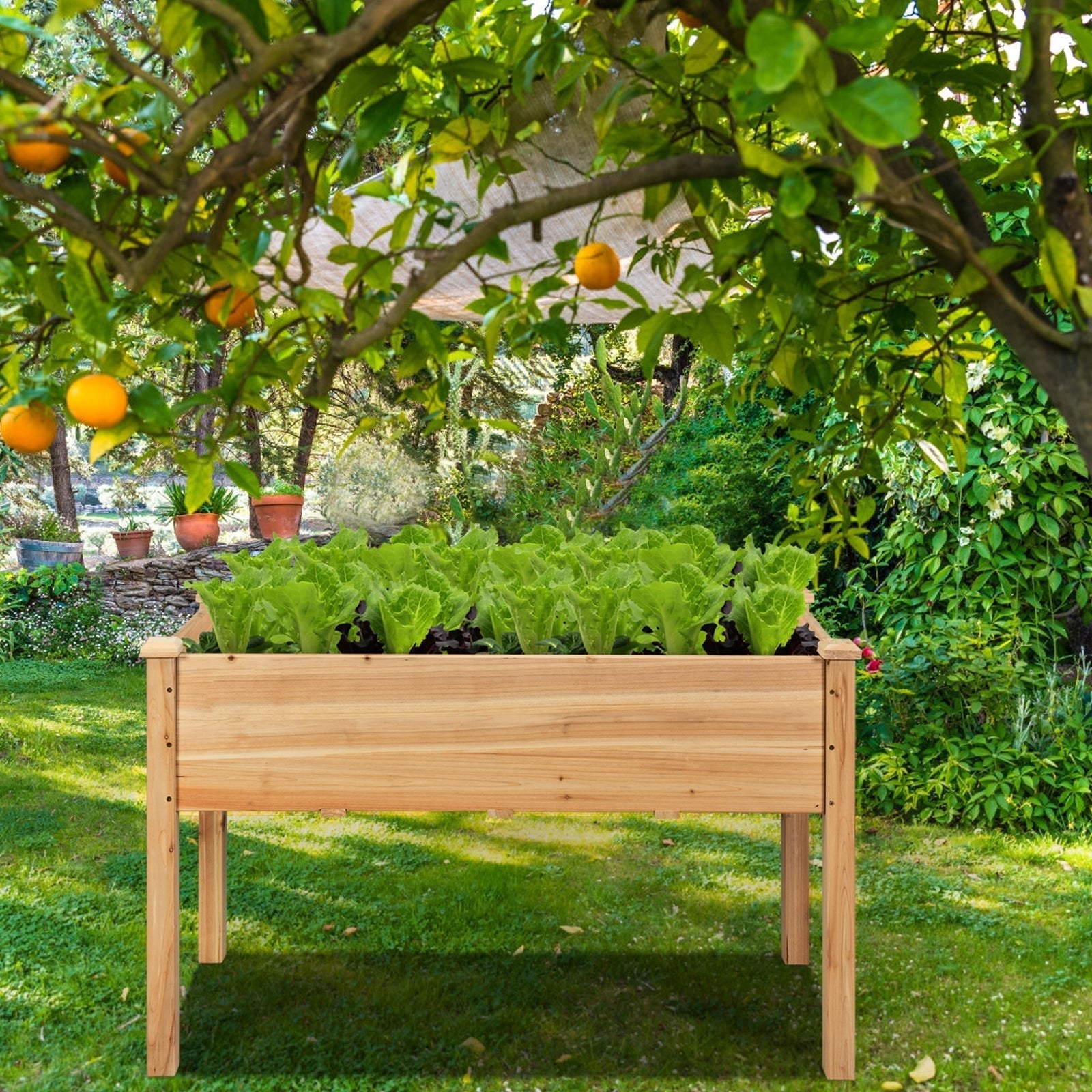 Wooden Raised Vegetable Garden Bed Elevated Grow Vegetable Planter - Cheeky Garden