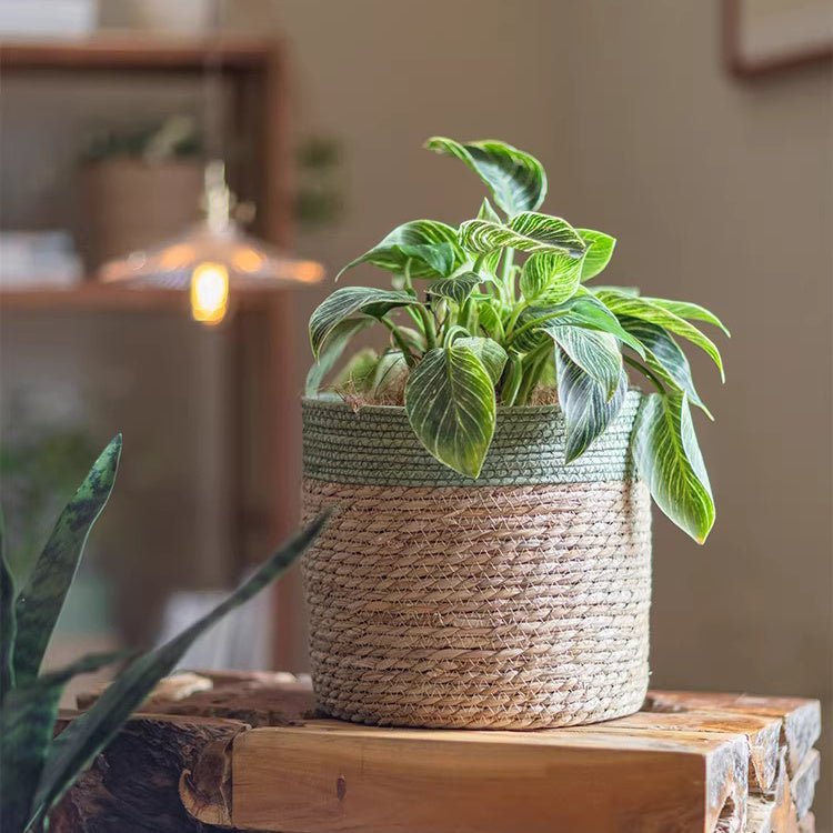 Woven Basket with Colored Rim - Cheeky Garden