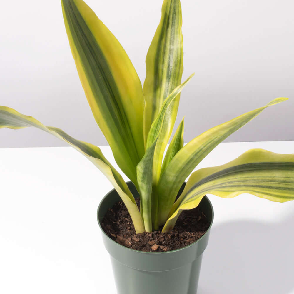 Yellowstone Sansevieria Snake Plant - Cheeky Garden