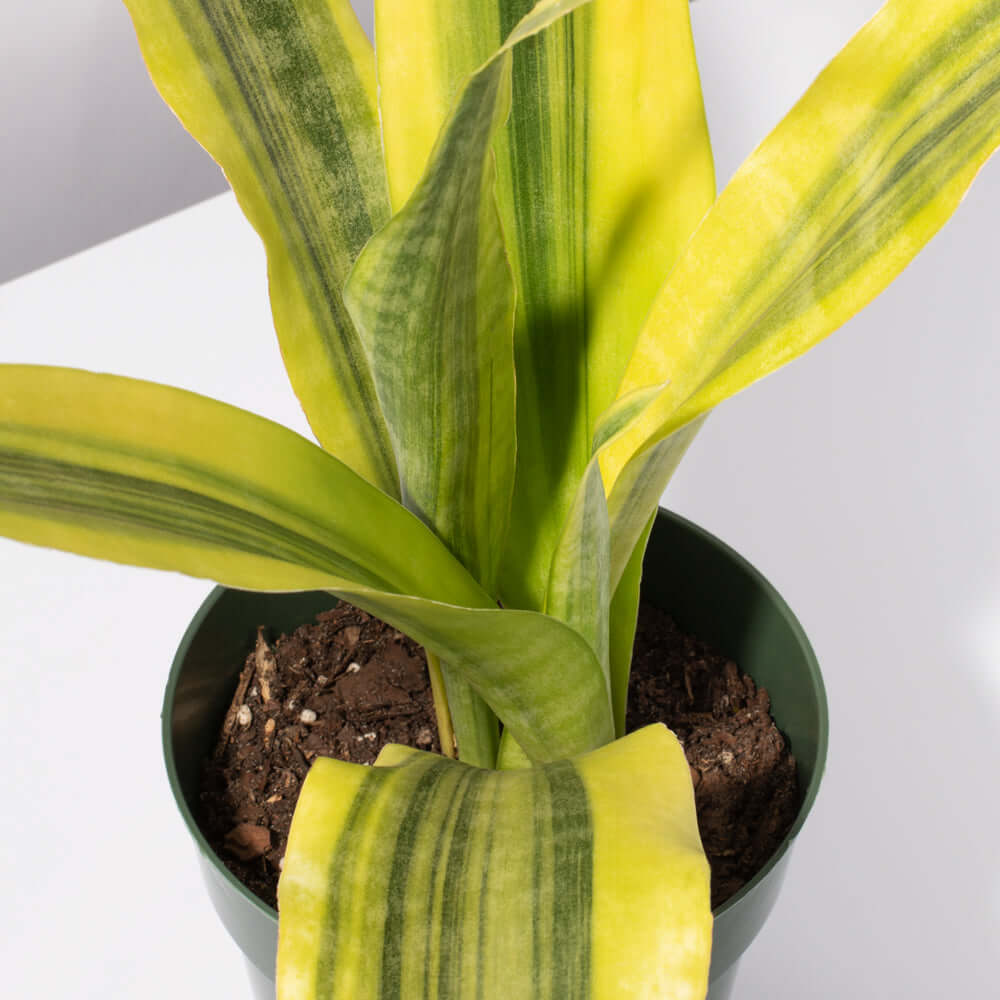 Yellowstone Sansevieria Snake Plant - Cheeky Garden