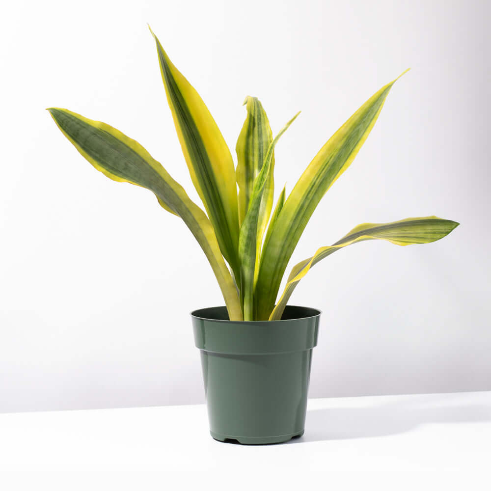 Yellowstone Sansevieria Snake Plant - Cheeky Garden