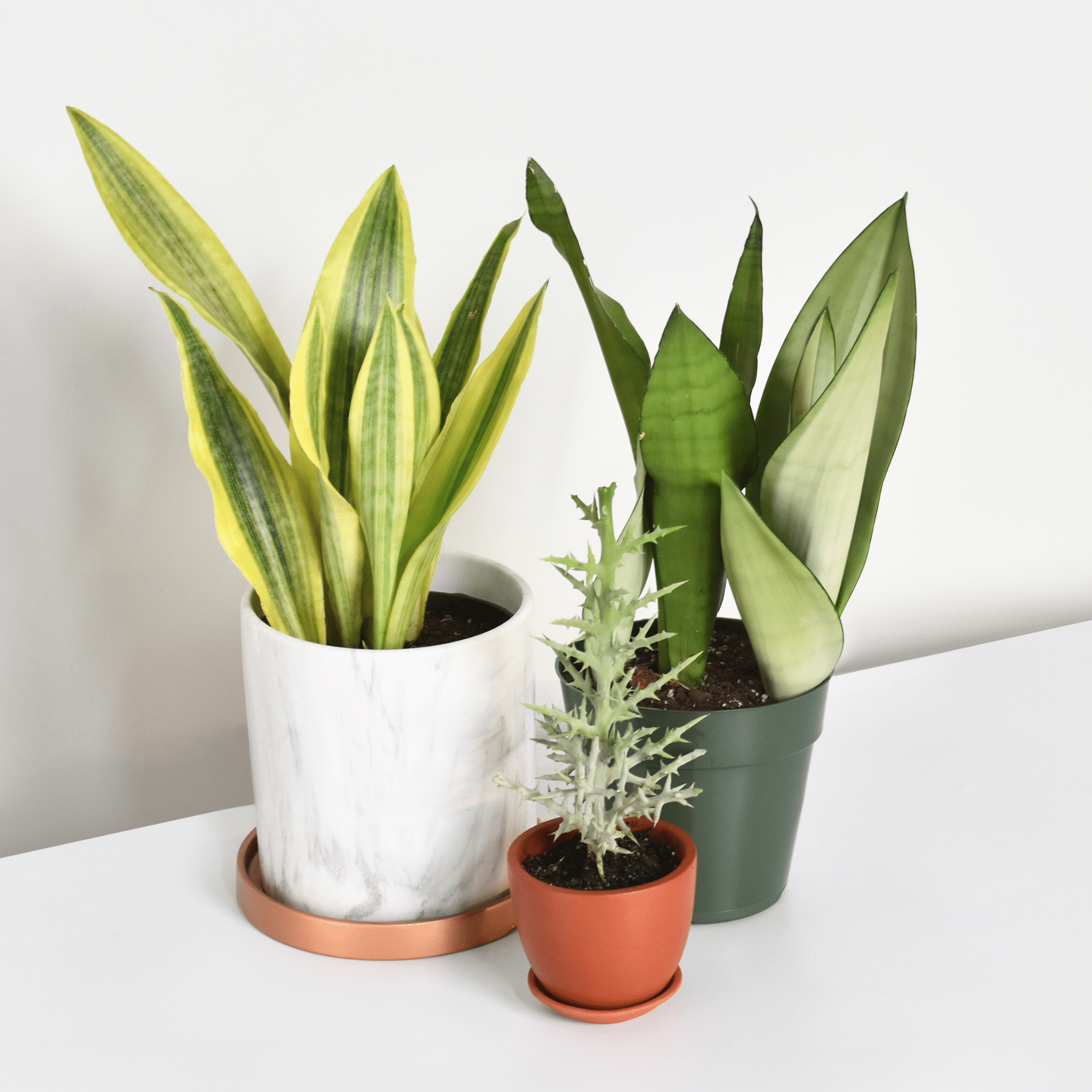 Yellowstone Sansevieria Snake Plant - Cheeky Garden