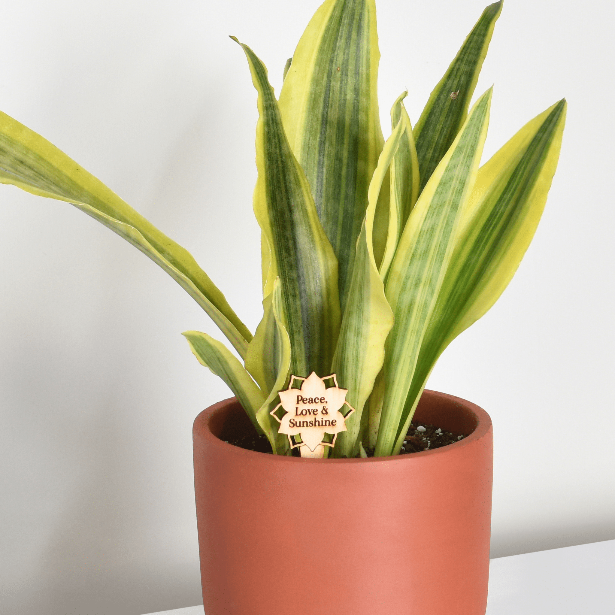 Yellowstone Sansevieria Snake Plant - Cheeky Garden