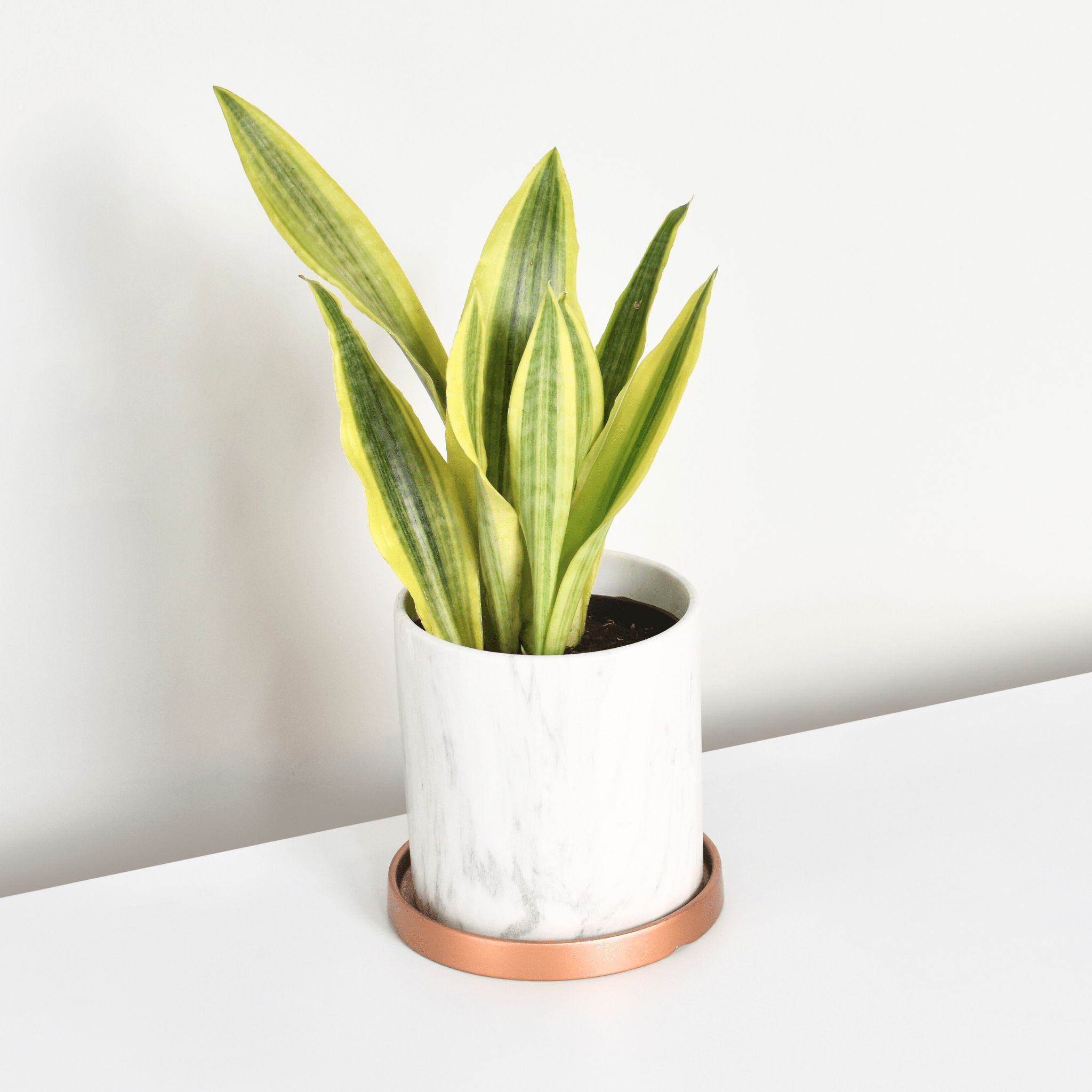 Yellowstone Sansevieria Snake Plant - Cheeky Garden
