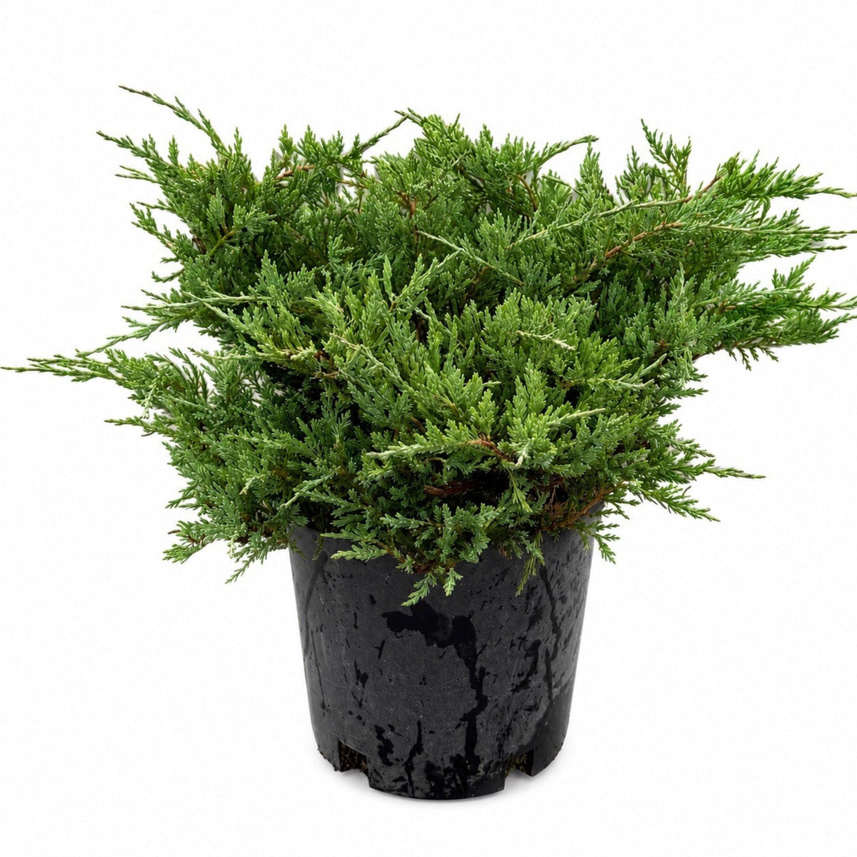 Youngstown Andorra Juniper - Cheeky Garden