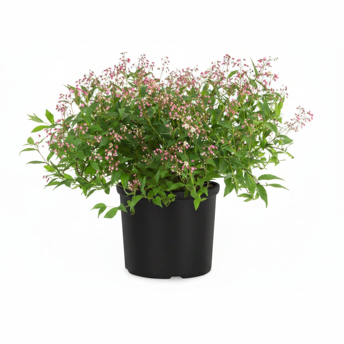 Yuki Cherry Blossom® - Cheeky Garden